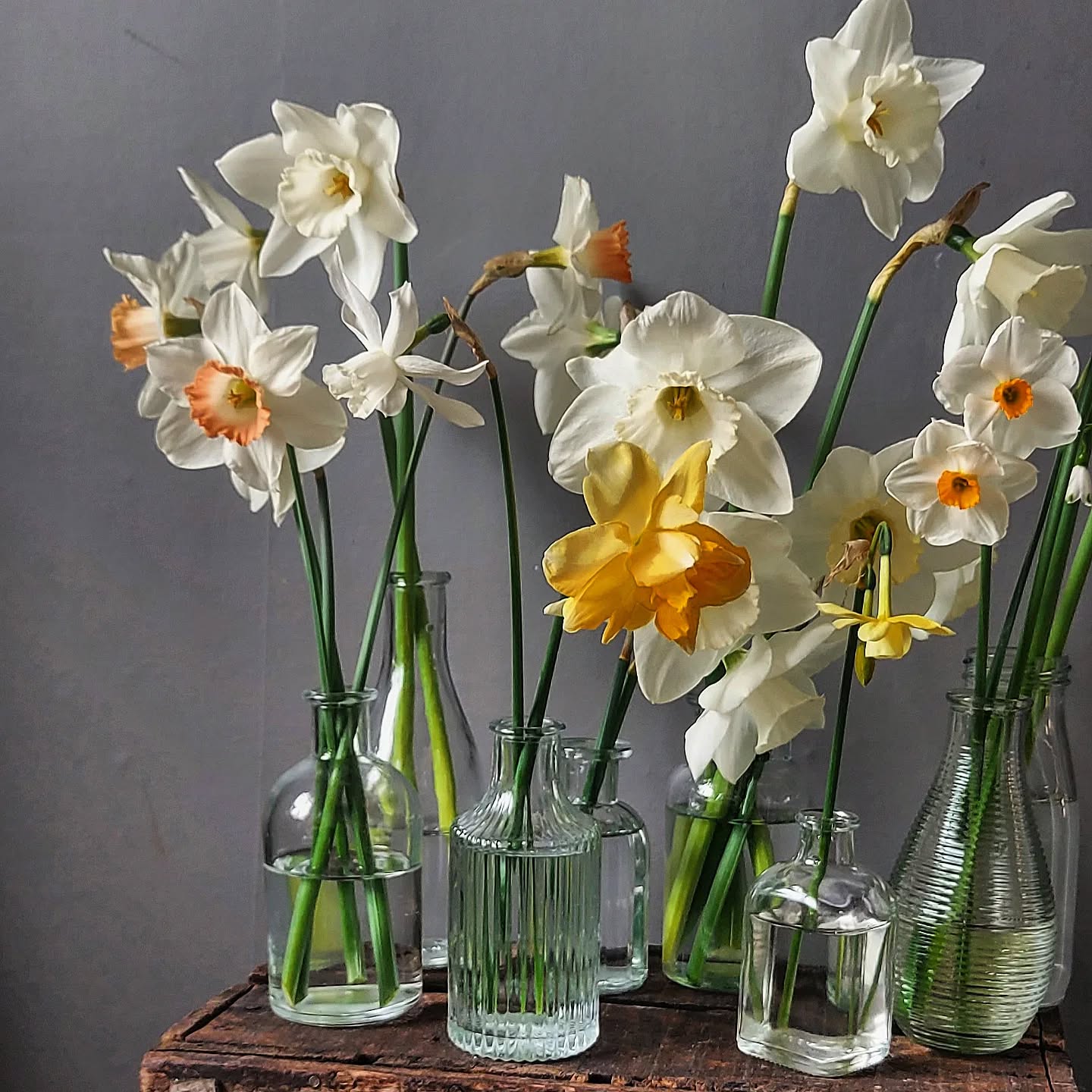 Are you a fancy daff lover?
I certainly am, and here are some of my favourites that I have grown this year.
(The large white ones in the main image came from the flower market, and I am not sure what variety they are.)
I have decided that next year I am going to invest in more fancy daff bulbs and go big!
Who's with me?
Daffodils / Seasonal flowers / Daffodil varieties