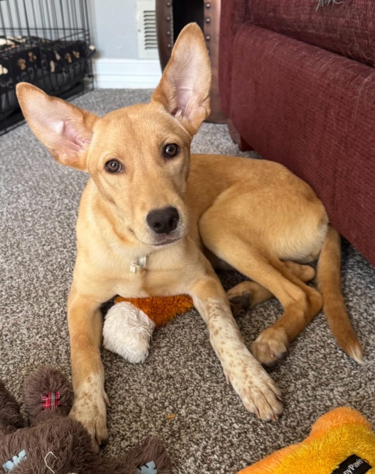 ***ADOPTED*** Pup of the Day: Rachel (aka Ray) 5.5 mos. old
Those airplane ears though!! ✈️
This sweet girl lives by one simple rule: every stranger is just a best friend she hasn’t kissed yet! With her gentle soul & expert-level snuggling skills, Rachel is ready to be your ride-or-die through afternoon adventures AND cozy movie nights on the couch. 🛋️
A little about our girl: 🐾 Personality -The ultimate cuddle bug & tail-wagging “ray” of sunshine! She’ll greet you every single morning like you’re the best thing that’s ever happened to her (because to her, you are 🥺)
Other Dogs -Absolutely loves them! She already adores cuddling up with her foster brother 🐶 And a polite & gentle little lady when it comes to the kitty’s 🐱Kids -Best with older respectful children who understand her need for a little space & to go slow when she’s being shy.
A work in progress but a fast learner when it comes to training 😉 Ray can be a little timid on her walks 🐕 but she loves following her foster brother’s lead. Another dog in the home would be good for Rachel, and who doesn’t need 🐶🐶?! Gotta love a girl with a good role model!
If you are already an approved adopter and want to meet or adopt Ray, please contact your adoption coordinator. Or you can fill out an application at mhlrm.com