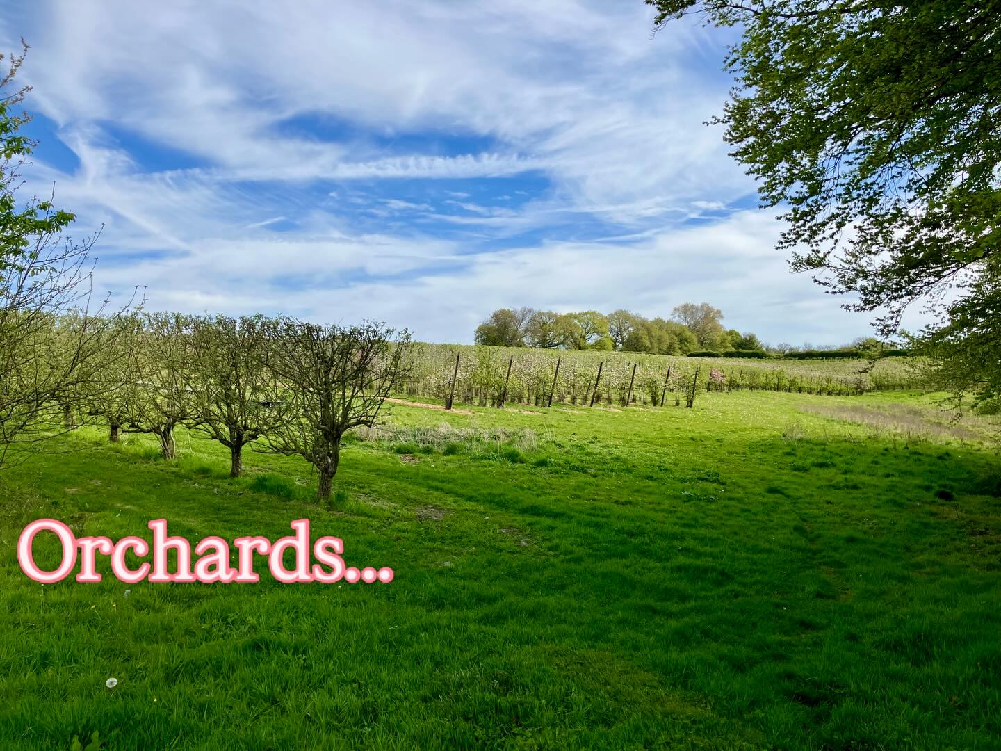 Recce this morning for the ‘Looking for signs of the Knights Templar’ walk in @alton_walking_festival next Friday: blossom, bluebells, birdsong and abundant wild garlic are just a few of the beautiful natural sights and sounds to be found. And there are plenty of other walks - some with places still available, and while others are fully booked it’s always worth adding your name to the waiting list. You’d be surprised how often this works! Visit the program on our website. #springtime #walkingfestival #recce #igershampshire #wellbeinginnature