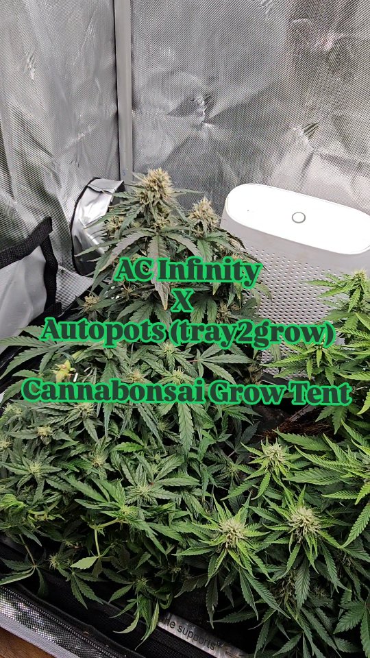 Dialing things in with this 2Ă4 setup from @acinfinityinc , running their full kit with integrated lighting, inline fan, and controller. The environment stays consistent, which makes it easier to focus on what the plant is actually doing rather than constantly chasing conditions. Paired it with the Tray2Grow system from @autopot_global , which has been a game changer in its own way. The whole idea behind it is simple but powerful, the plant controls its own intake. Water and nutrients are only pulled as the plant needs them, so uptake is always in sync with growth.
That combination of a stable environment and plant-driven feeding really shows over time. You start to see more consistent structure, healthier development, and a smoother overall cycle. Running @_mephistogenetics in this setup again, and itâs doing exactly what itâs supposed to do; responding to the conditions and expressing itself without needing to be forced.
Everything working together, letting the plant lead the process.
If youâre looking to build something similar, you can use code cannabonsai for discounts with AC Infinity, AutoPots, and Mephisto Genetics.