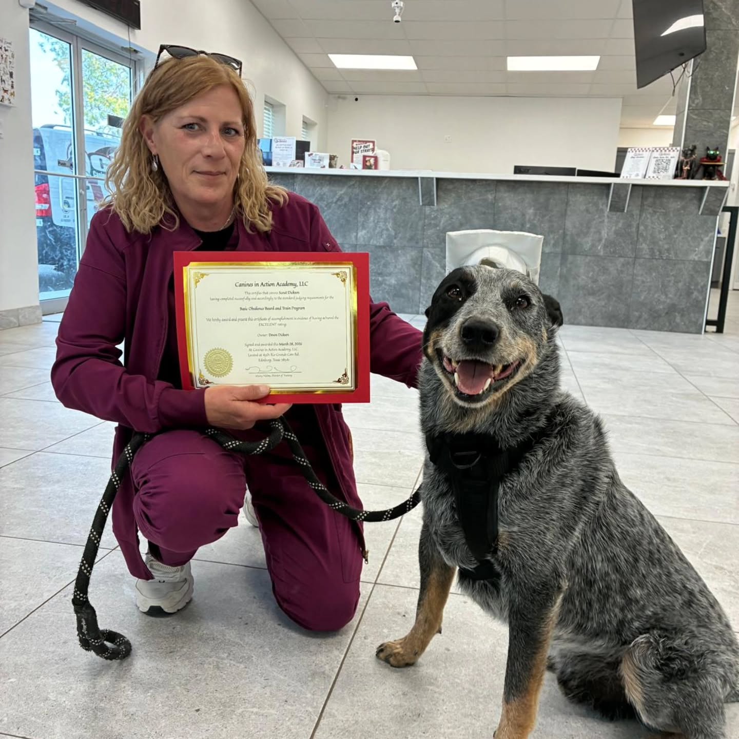 🎓🐾 Big news! Scout just completed his Basic Obedience Board & Train program! So proud of this good boy 🐶✨
#caninesinactionacademy #basicobediencetraining #proudmoment❤️ #traineddog #dogtrainingsuccess
