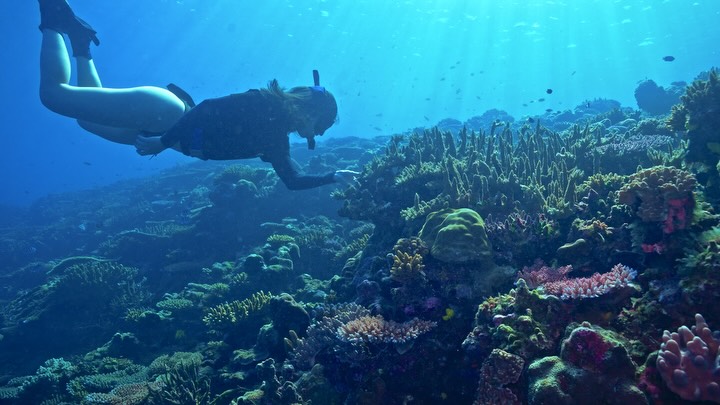 Some reef wonder for your viewing pleasure. Site surveys off of Qalito Island @castawayislandfiji with teammate @gaiahinds ☀️