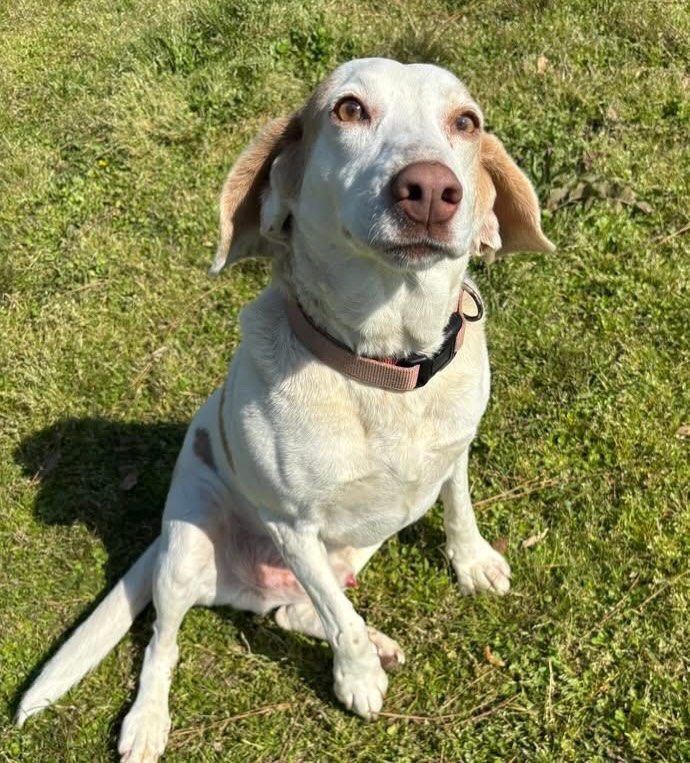 You need this level of sunshine ☀️ and joy in your life!
Sebastian is a basset/beagle, believed to be around 8 years old and just 38 pounds.
He is gentle and affectionate, and an absolute delight. He also appears potty trained, and seems to be good with other dogs. 🐕
Sebastian has already been neutered so he can go home with you TODAY!
Come meet him at the Little Rock Animal Village, 4500 Kramer Street, Tuesday-Saturday, 10:30-5. No appointment needed.
Photos don’t always do these sweet pups justice, so it’s best to meet them in person.
All $90 adoptions include spay/neuter, microchip, and shots. The shelter is WAY too full.
Please share! Every time you adopt, you save a life. 💜🐾