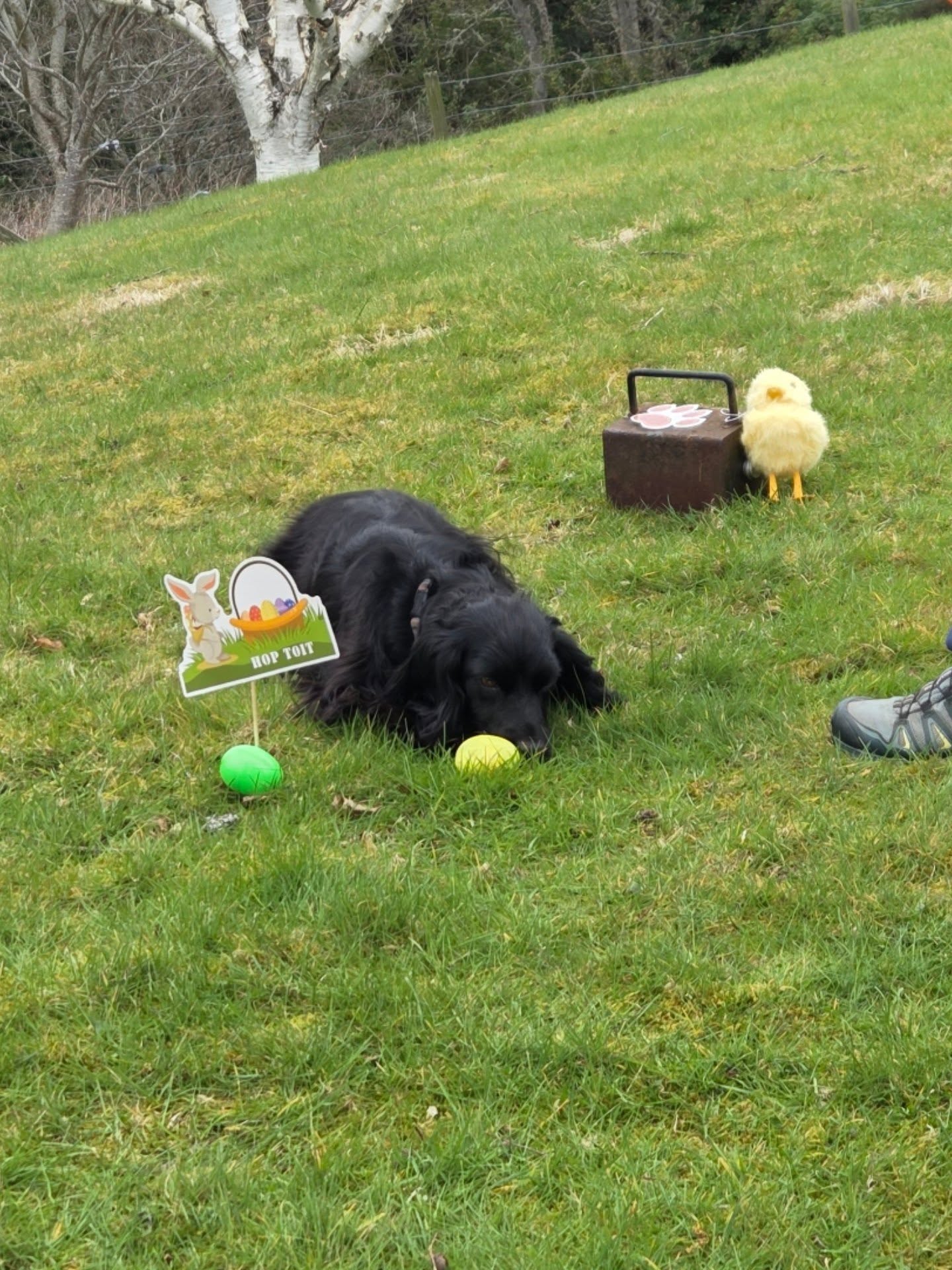 Easter scent fun π£
My favourite part was watching the humans run around stealing everyone's eggs for their own piles to win the prize π€£
#scentsports #scentwork #easter #dogtraining #dogsarelife