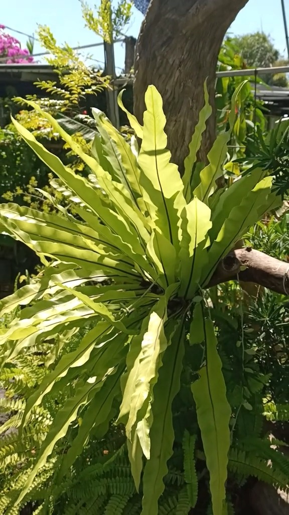 Big statement, natural vibe 🌿
Paku sarang burung ukuran besar ini siap jadi center point di rumah atau project landscape kamu ✨
Daunnya lebar, hijau segar, langsung bikin suasana lebih hidup dan tropical feels dapet banget 🌴
Upgrade space kamu sekarang juga
DM untuk order sebelum stock habis! 🔥
#pakusarungburung #birdnestfern #tanamanhias #tanamanindoor #tropicalplant #urbanjungle #tanamanbali #indotropicalplant