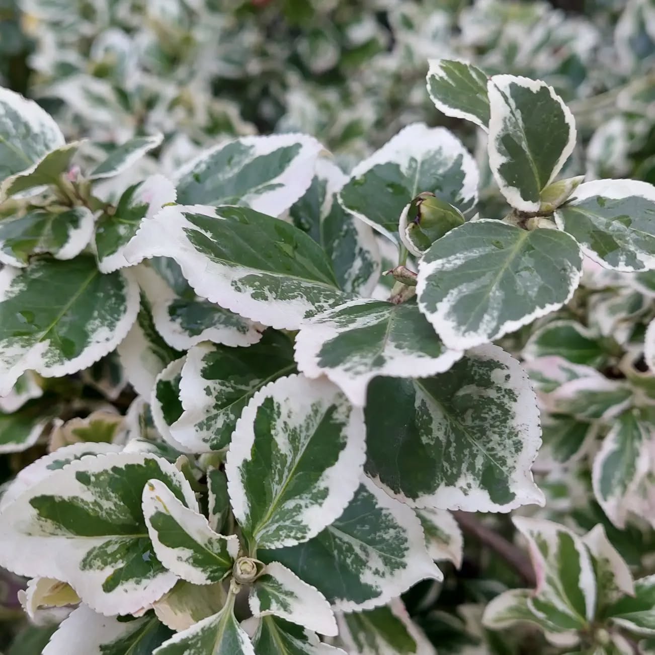 Suite à notre week-end de reco, nous avons décidé de vous donner quelques (très, très, très) légers indices sur notre destination... Êtes vous prêt.e à jouer ?
Le jeu du jour : Toutes ces belles plantes ont été prises en photo pendant la reco. Alors ? Nord ? Sud ? Est ? Sud-sud-ouest ? Quelle latitude ? Quelle longitude ?
Balance ta supposition dans les commentaires !