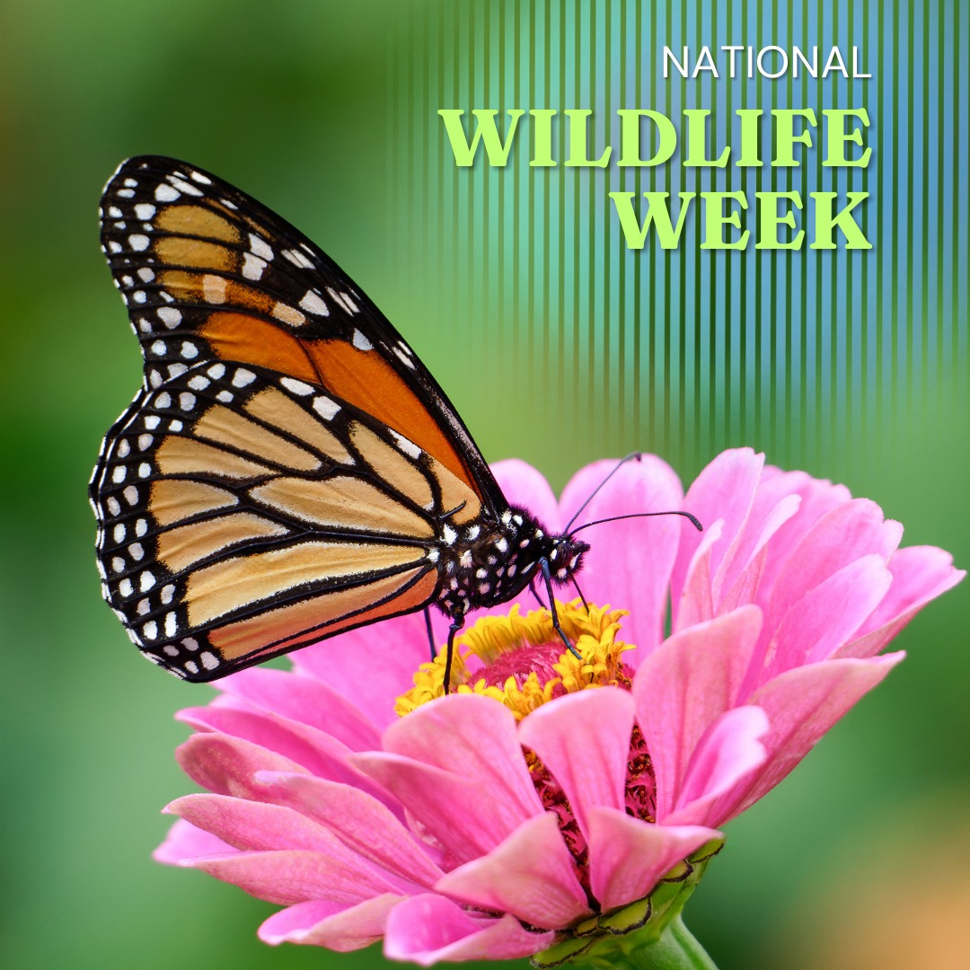 🦋 Long live the Monarch! 👑
It’s #NationalWildlifeWeek—perfect time to celebrate these amazing butterflies that travel thousands of miles! 💛
Help them thrive by planting milkweed and supporting pollinators.
📲 https://ow.ly/XKsI50YFhl2
#MonarchButterfly #SaveTheMonarchs #PollinatorsMatter #NationalWildlifeWeek
@nationalwildlife @outdoor.nc @natures_calling_tidewater @butterfly_entomologist @monarch.butterfly @camden.extension @visitcamdennc