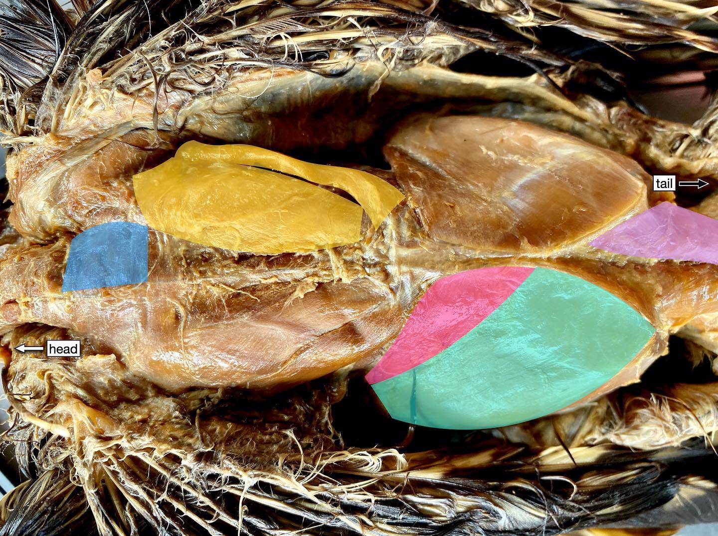 Hawk Dissection Part 5. Time for some muscle anatomy! (You didn’t think we were finished with this guy yet, did you??)
.
Here you see the dorsal side of the hawk (the back) just after I skinned it and before I tore all of this apart in my botched laminectomy. These are the muscles we can see (from the front by the neck, to the back by the tail):
.
Blue: superficial rhomboid (pulls scapulae together)
.
Yellow: latissimus dorsi (yep, as in “lats”)
.
Pink and teal: iliotibialis, cranial and lateral parts respectively (goes from the hip to the knee)
.
Purple: levator caudae (lifts the tail!)
.
Lovely, right? Some of these muscles are in humans, too (like the rhomboids and latissimus dorsi). The others are not found in us, but would have been present in extinct dinosaurs! (Swipe for the unlabeled version to test your identification skills!)
.
So how do you identify muscles, anyway? And how can we possibly figure out what muscles on a fossil critter looked like? The answer to both questions lies in paying attention to attachment points of the muscles.
.
When doing a dissection, looking at what parts if the skeleton a muscle attaches to is key to figuring out its identity. For instance, here I knew what the rhomboid was because I saw a muscle that attached to the spine and to the scapula (shoulder bone), whereas the latissimus dorsi goes from the lower back to the humerus (upper arm bone).
.
Muscles often leave marks on bone where they attach (a bump, a line, a rough patch) so we can use these clues to reconstruct muscles in extinct organisms!
.
#science #anatomy #muscles #lats #hawk #birdsofinstagram #scicomm #comparativeanatomy #livingdinosaur #vetmed #paleontology #bird