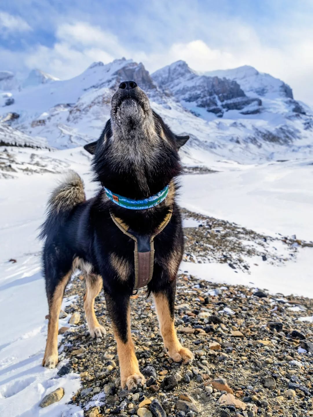 A nice big AWOOOO for #woowoowednesday!
What type of vocalizations do you make? Like most northern breed dogs I have various vocalizations to complement my body language and expressive face. My deep voice can sound many different styles and tones of "awooo" or "arooo", each of which communicates a distinct sentiment. I also make "arf"s, "woof"s and "bork"s, huffs and snarfs and hmpfhs, and all kinds of whines (mom says the whining is unbecoming for a dog of my stature). I make dramatic sighs, dismissive grumbles, and also a very low threatening rumble - if you ever hear that last one better back away because I mean business! I also sometimes make a goose-like honking sound to communicate extreme displeasure, specifically when I'm being given a bath.
I might not be able to form human words but it's always very clear what I'm saying, and my pawrents seem to love when I talk to them even though I'm often scolding them when I do. ð
Howling here in my Denali collar from @risingriverllc (code KAIJU10). I had this one done as a martingale and it works really well for me. I think I'll do my future collars as martingales too!