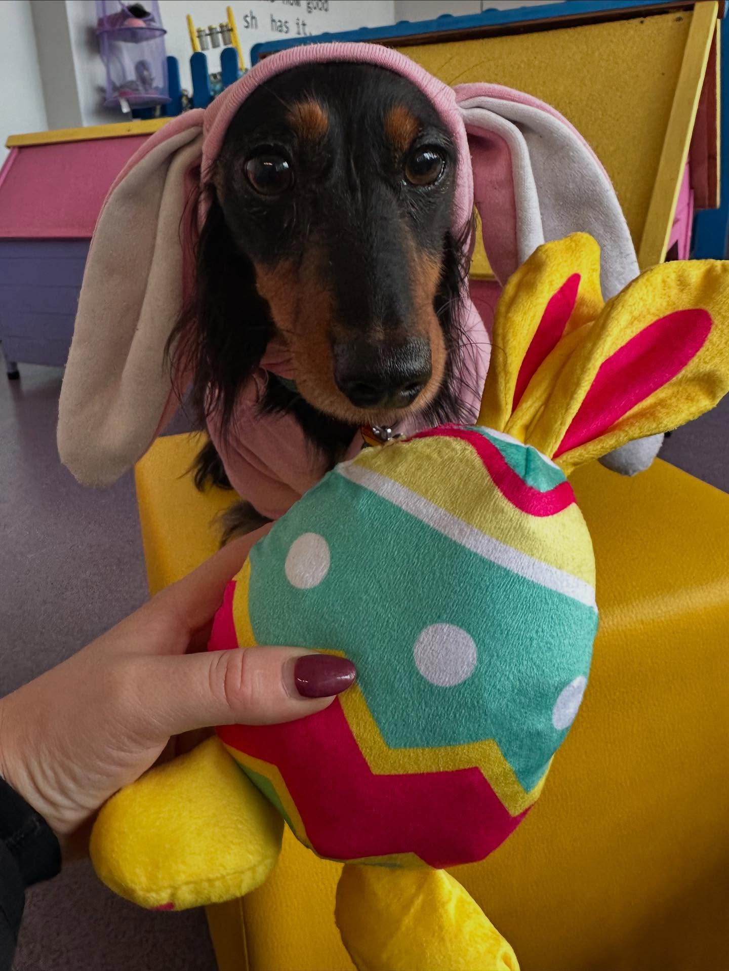Yappy Easter 2026 π£ #doggydaycare #stocktonheath