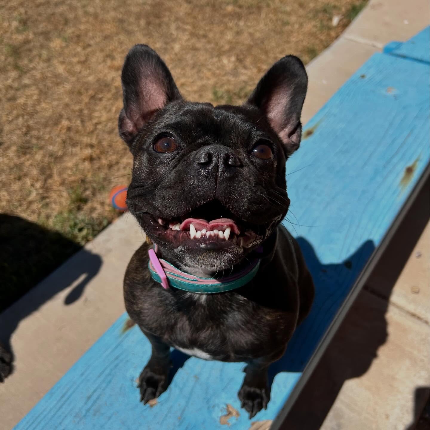 Bayla joined us for boarding over the weekend!
.
.
.
.
.
#queencreekaz #az #dogtraining #bostonterriermix