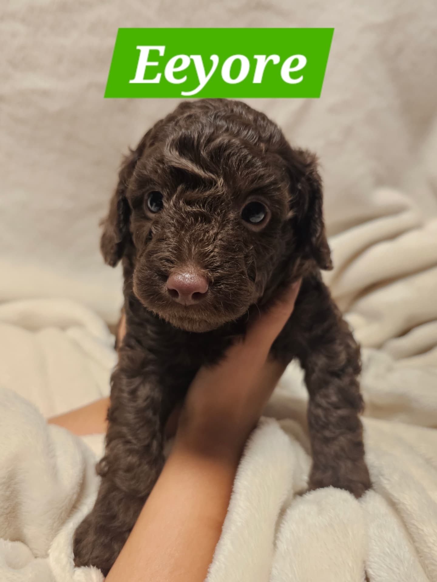 5 weeks already 🥲 these little cuddly bears 🐻 😍
.
#chocolatepoodle #chocolatelovers #poodle #poodlepuppy #cuddlebuddy #ethicalbreeder #purebred