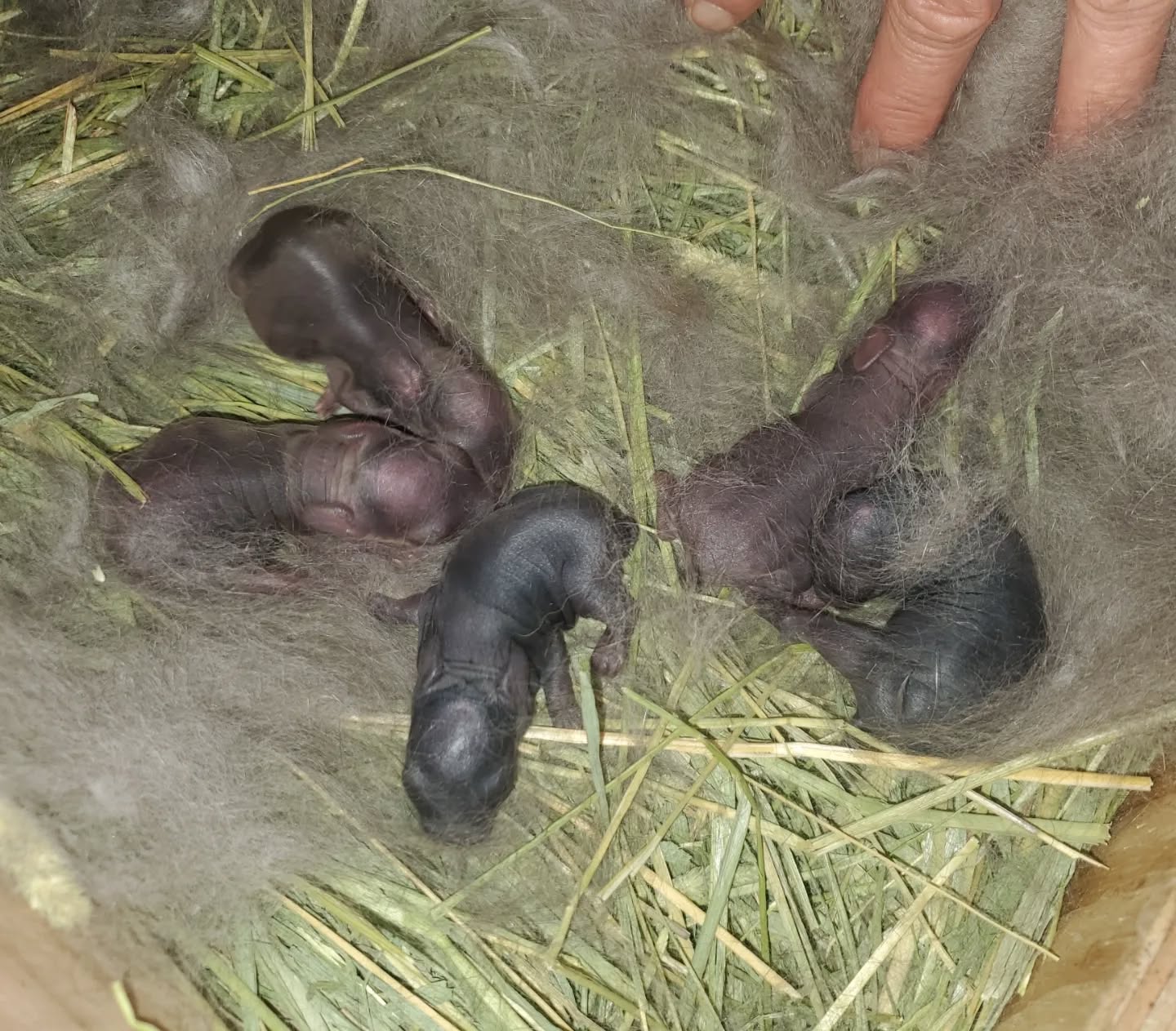 Now that I'm home from work. I decided to check in on the new babies and make sure everyone was doing well. Meliora had 5 kits! So far they all appear to be doing good. It's looking like we possibly have 3 chocolates and 2 blacks.
www.mysticmoonlightfarm.com
#mysticmoonlightrabbits #mysticmoonlightfarm #rabbits #rabbitlitter #rabbitbreeder #babybunnies #rabbitsofinstagram #bunnylife #bunniesofinstagram #polishrabbit #rabbitry #kits #newlitter #babyanimals #bunnies