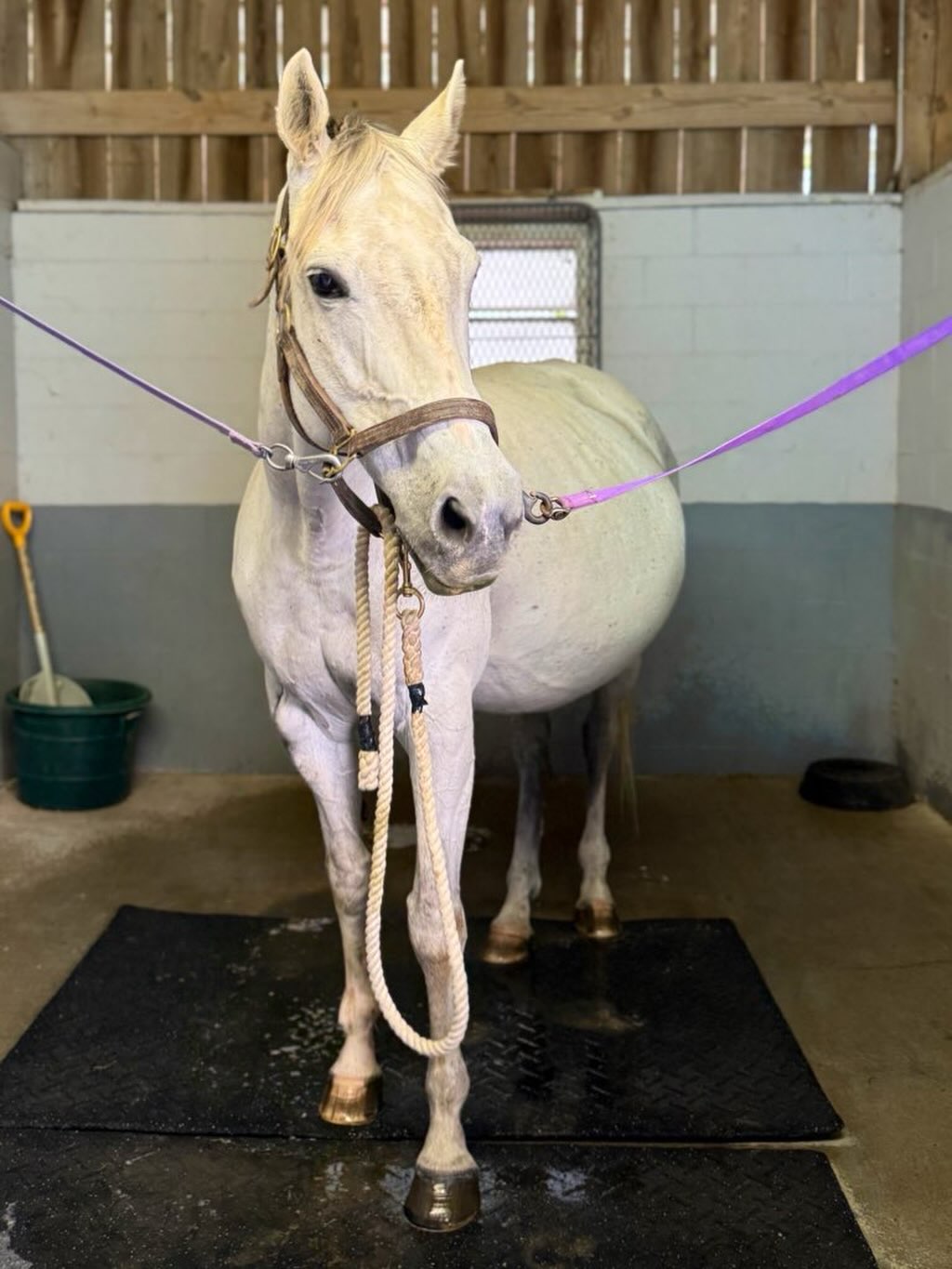 A bit of spa time for our resident land whale. 💕
Touch of Gray, due any day. #brownsteadfarm #thoroughbred