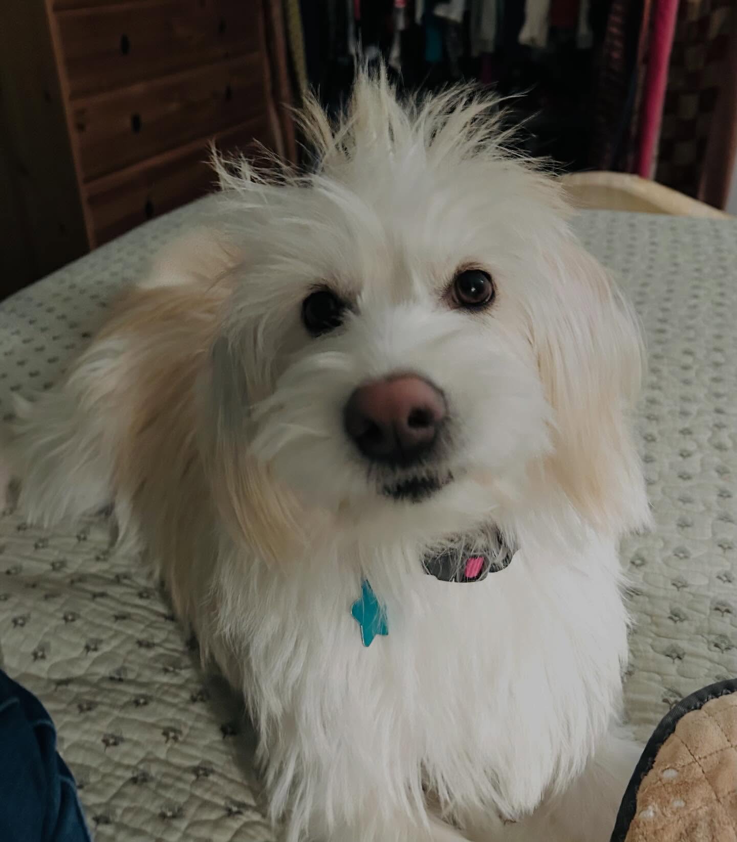 Party hair- donโt care! Wishing a very happy birthday to our little girl, Maggie! ๐ Our little 5 year old is our sonโs best friend and my wife and I are more than happy to be tied for 2nd on that list! Thank you to @codarnj for bringing this sweet lady into our lives! #happybirthday ๐