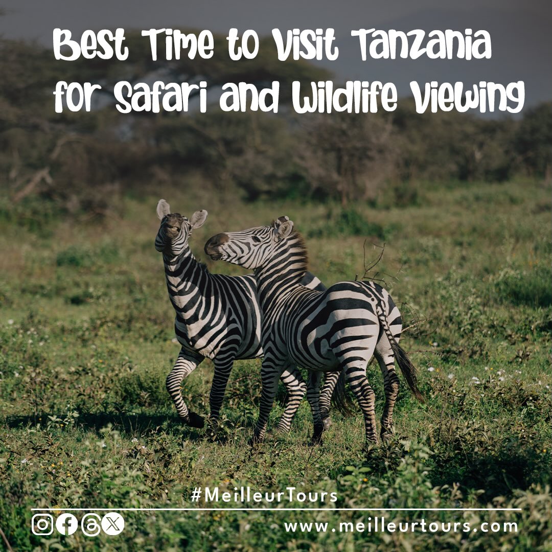 Best Time to Visit Tanzania for Safari 🦁
Planning a safari in Tanzania? The good news — you can enjoy wildlife all year, but each season offers something special.
🌞 Dry Season (June – October)
Best time for wildlife viewing in Serengeti National Park and Ngorongoro Crater. Animals gather near water, making them easy to spot, including lions and elephants.
🌿 Green Season (November – May)
Beautiful landscapes, fewer crowds, and perfect for photography. Great time to see birds and enjoy peaceful safaris.
🐃 Calving Season (Jan – March)
In southern Serengeti, thousands of wildebeest give birth — attracting predators and creating exciting safari moments.
🌊 River Crossing (July – October)
Watch the famous Great Migration crossing rivers — one of the most dramatic wildlife experiences in Africa.
👣 Travel Tips
✔️ June–October: Best for first-time safari
✔️ November–March: Best for photography
✔️ April–May: Lower prices & fewer tourists
☀️ Tanzania has warm weather all year, with short rains mostly in March–May.
✨ No matter when you visit, Tanzania offers an unforgettable safari experience!
📞 Book Your Safari Today
📲 WhatsApp: https://wa.me/255744391567
📧 meilleurtours@gmail.com
🌍 www.meilleurtours.com
#TanzaniaSafari #Serengeti #Ngorongoro #BestTimeToVisit #SafariTips AfricanSafari WildlifeExperience ExploreTanzania TravelAfrica