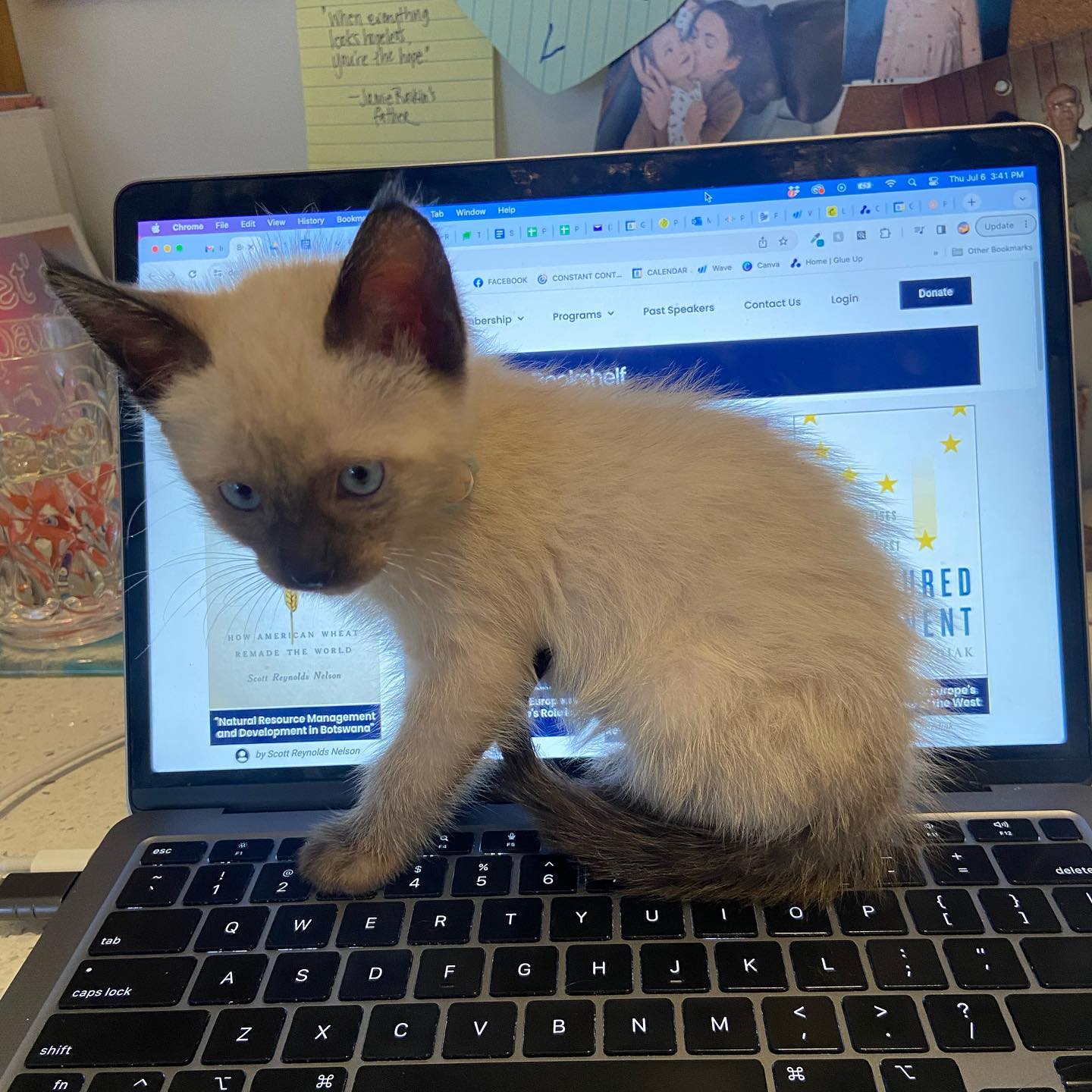 Struggling to focus on work today for some reason. 😽