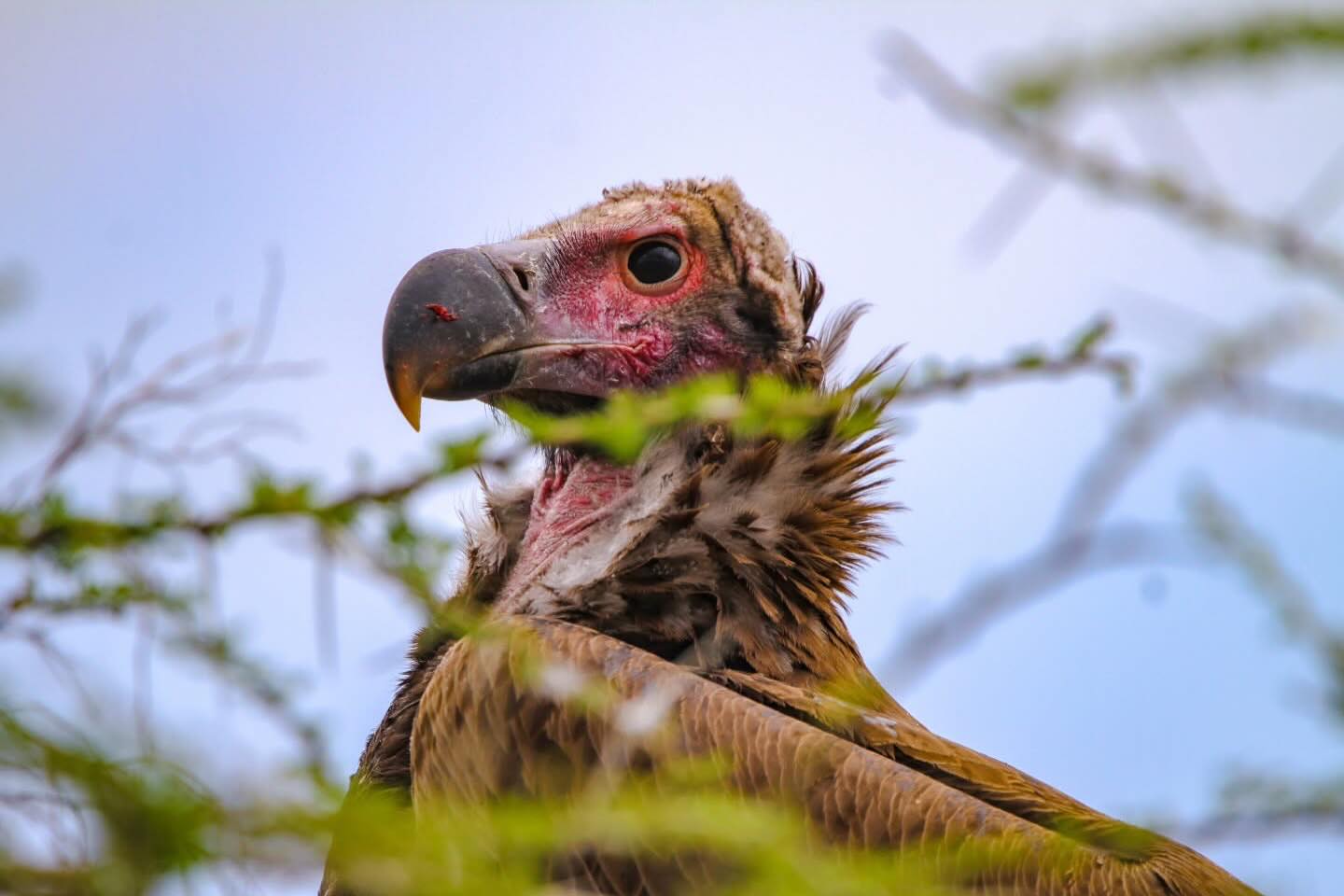 Nature’s Clean-Up Crew 🦅🌿
A powerful close-up of the Lappet-faced Vulture in Tanzania — one of Africa’s most important and misunderstood birds.
With its strong beak and sharp eyesight, this vulture plays a key role in the ecosystem by feeding on carcasses and keeping the environment clean. It may not look beautiful to everyone, but it is essential for nature’s balance.
Often seen in safari areas like Serengeti National Park, this bird is a symbol of survival and strength in the wild.
📸 Unique and powerful wildlife moment
🌿 Important role in the ecosystem
🦅 A true scavenger of the African savannah
✨ Discover the hidden heroes of the wild!
📲 https://wa.me/255744391567
🌍 http://www.meilleurtours.com
#TanzaniaSafari #Vulture #WildlifePhotography #SafariExperience #MeilleurTours