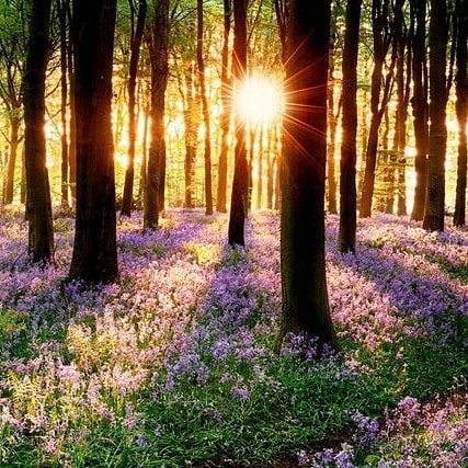 Happy "Mother Natures" Day!
By way of a present yesterday was International Forests Day.
The bluebells are on their way...hopefully we will still be able to walk in them this year!
On a business note ....we can do local home deliveries, in these tricky times, of charcoal, logs or biochar/beanpoles for the garden...and of course will deliver any others items if practical/helpful.
Please email jim@dorsetcharcoal.co.uk if we can be of use!
#homedelivery #charcoal #bbq