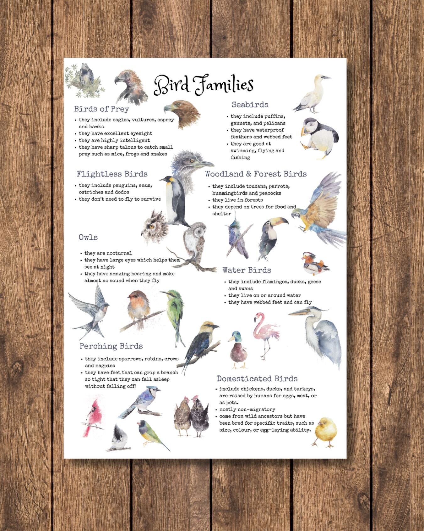 šØ Freebie Alert šØ Bird Families Poster. Link in bio #freebie #freelearningresources #homeschooling #freehomeschooling #wildfeatheredu