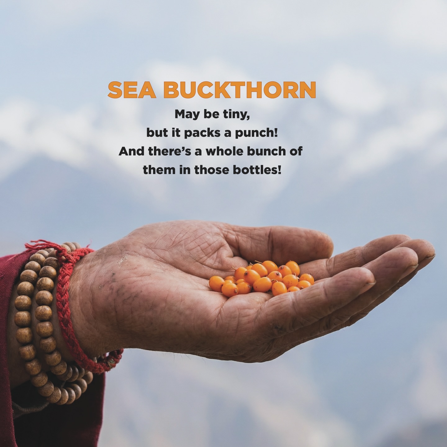 Sea buckthorn!! ‼️🚨Don’t underestimate this little powerhouse! We’ve added plenty of it to our juice.
TRY MIRACLE NOW 🛒
Link in bio 👆🏻
Use code MIRACLE for 50% OFF
#seabuckthorn #miraclejuice #naturalwellnes #seabuckthornbenefits
