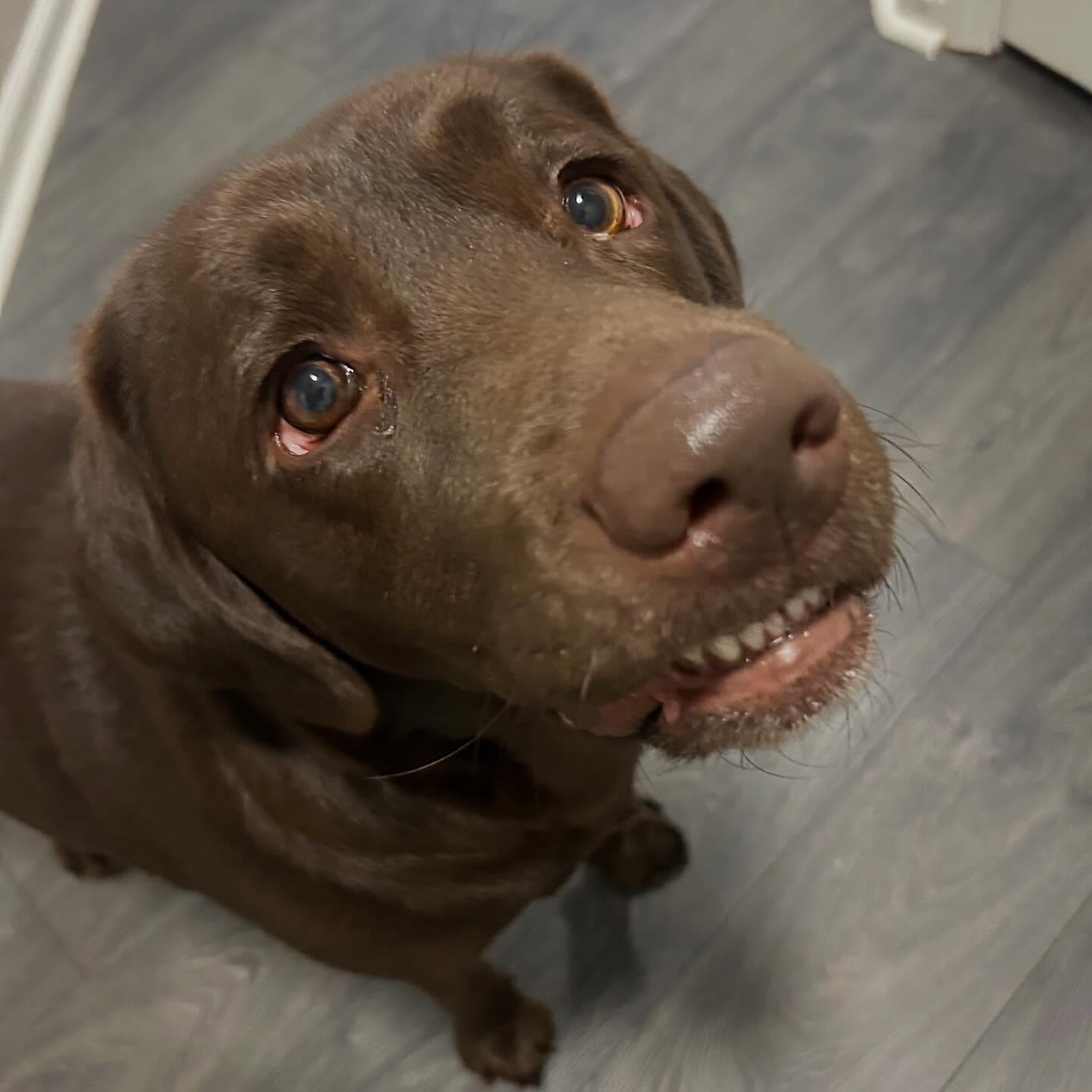 Happy #teethouttuesday from Molly! For a pose this cute, this pretty girl deserves two treats! ๐๐พ