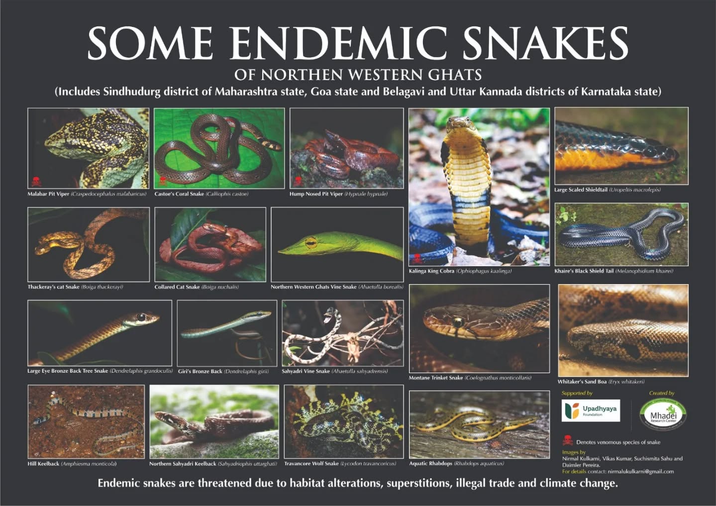 The Northern Western Ghats are home to unique snake species found nowhere else in the world. These are endemic species, organisms restricted to a specific region, making them both special and highly vulnerable.
This poster, developed by Mhadei Research Center, is part of a year-long, field-based project documenting snake diversity and understanding human-snake interactions across Maharashtra, Goa, and Karnataka. It brings together scientific surveys, field observations, and inputs from local snake rescuer networks to identify species that need urgent conservation attention.
Led by herpetologist Nirmal Kulkarni, the Centre draws on over two decades of experience in ecological research and community engagement. The poster highlights 18 endemic and uncommon species and is designed as an outreach tool, being distributed across schools, forest departments, and local governance bodies to build awareness where it matters most.
Supported by Upadhyaya Foundation, the initiative aims not just to document biodiversity, but to bridge the gap between science and on-ground conservation action.
We’re also a part of the Snake Conservation Coalition- Western Ghats (SCCWG), a network of 25+ organizations collaborating on research, awareness, capacity building, and reducing human-snake conflict across the region.
Nirmal Kulkarni Ambika Chandra Jahnavi Mukundan Prakriti Mishra Pushnami Kasture Gaurav Mehta Siddharth Agarwal Preetham Bharadwaj
#WesternGhats #SnakeConservation #EndemicSpecies #Biodiversity #UpadhyayaFoundation
