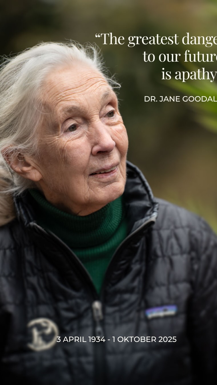 Today would have been Jane Goodall’s 92nd birthday.
Anyone who follows my account knows that this woman was my role model, and that I sincerely hope that what she brought into the world will not be forgotten, but rather that we will draw strength from it and, following her example, continue to fight for our environment and all living beings that inhabit our planet.
Thank you, Jane.
(I hold the copyright to all the photos shown above; I was fortunate enough to be able to photograph her again on her 90th birthday.)
#thankyoujane #janegoodall #janegoodallquotes