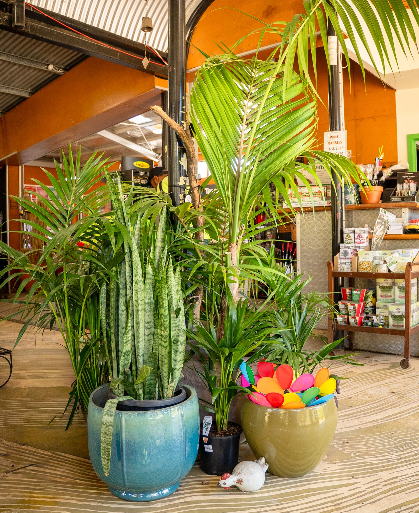 A Kentia palm, a large Sansevieria and the right ceramic pot can do more for an interior or covered outdoor space than most people expect. Scale, texture and the choice of vessel all contribute to how a plant sits in a room.
At Macedon Nursery & Garden Supplies the indoor plant range is stocked alongside ceramics in a range of sizes and glazes, so the combinations are there to explore in person rather than guess at online.
#indoorplants #macedonnursery #indoorplantdesign
