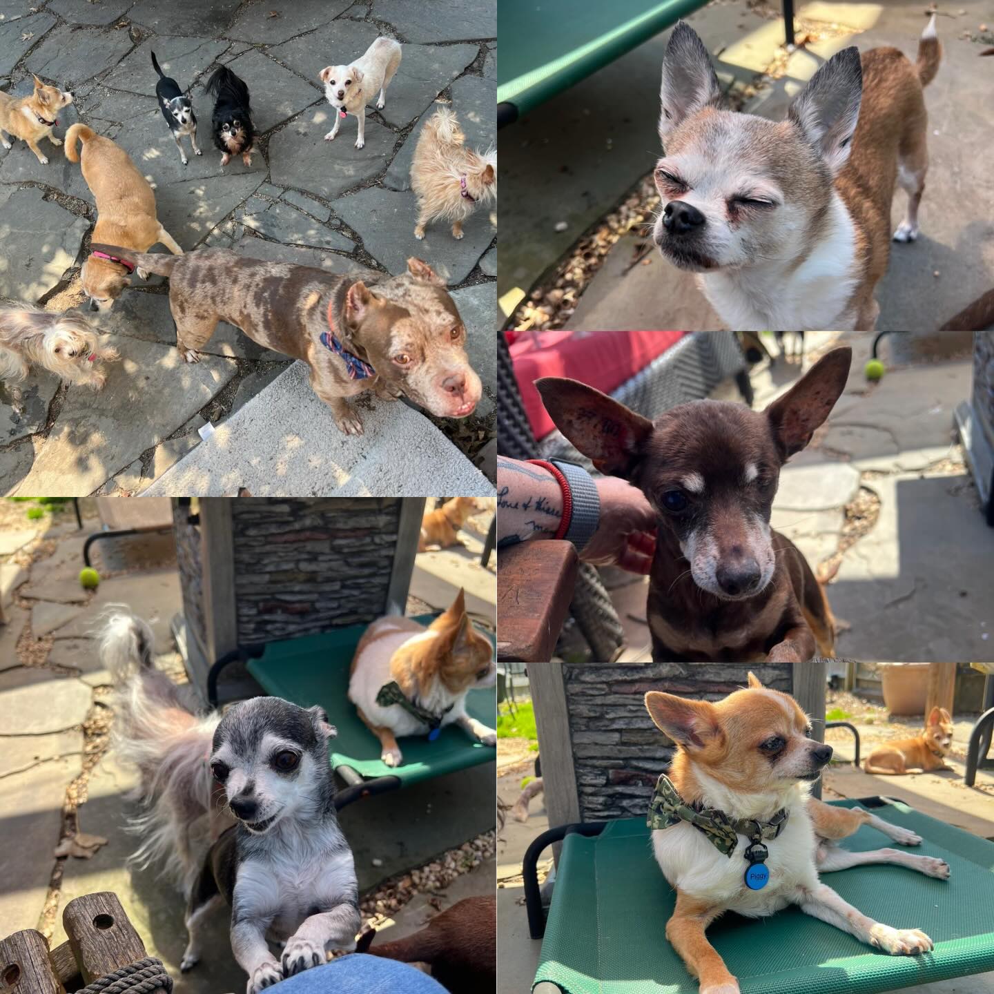 From the other day when it was in the 70s 🌞❤️ #dogs #seniordogs #seniordogrescue #seniordogsanctuary #shelterdogs