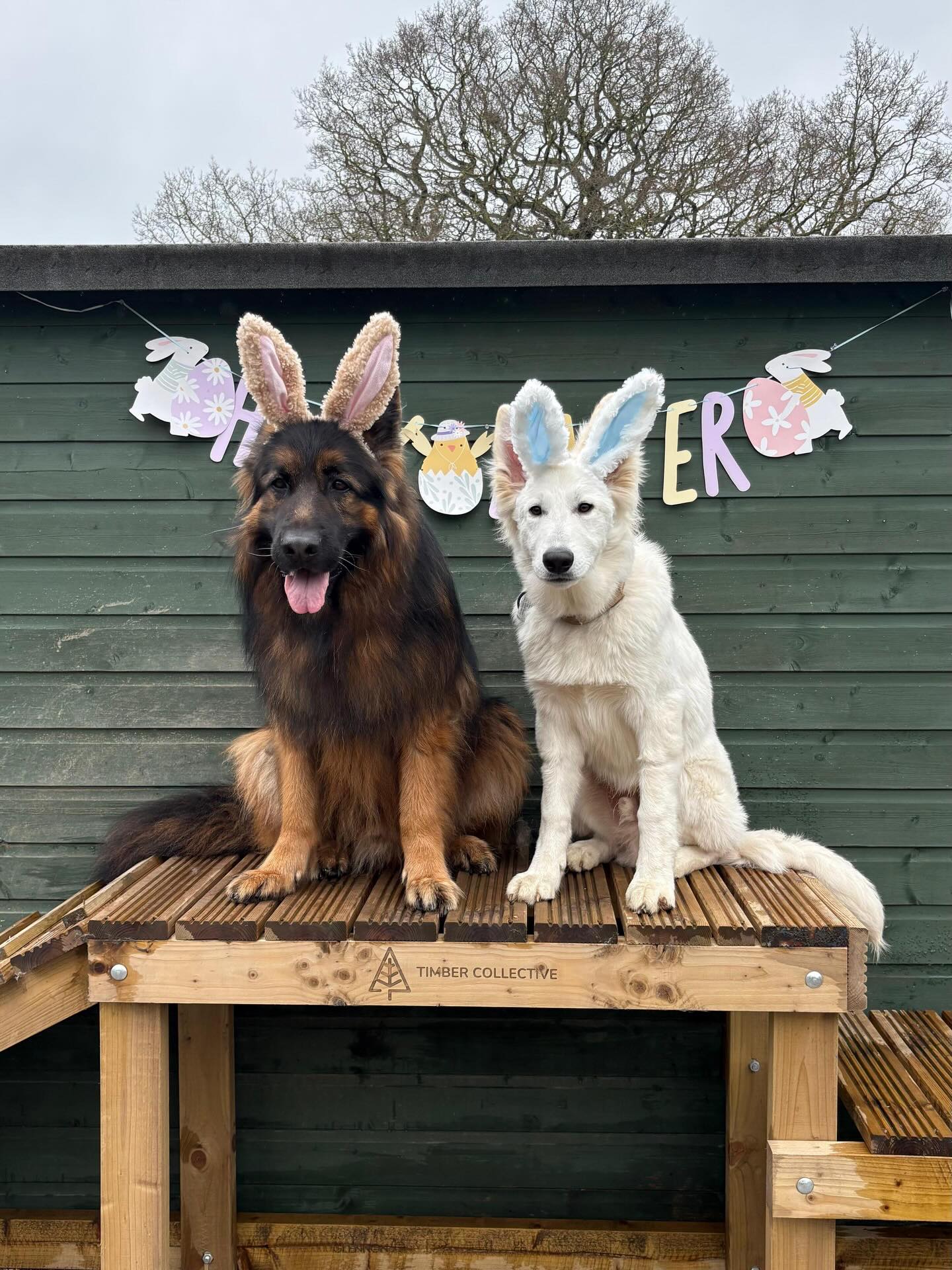 How cute are our little bunnies! ❤️ #EasterDogs
#DogDaycareUK
#DerbyshireDogs
#CastleDonington
#DogReels