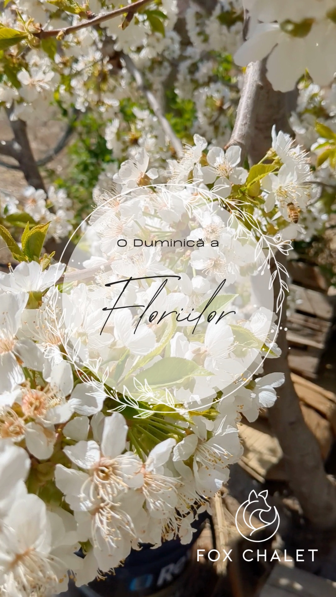 🇬🇧
May this Palm Sunday bring a sense of calm, reflection, and a gentle reminder to slow down and be present as we enter the week ahead.
🇷🇴
O Duminică a Floriilor binecuvântată—să vă aducă liniște, calm și începutul unei săptămâni trăite conștient.
Echipa Fox Chalet.
#foxchalet | #Floriile | #Presence | #SlowDown | #MindfulLiving | #Calm | #visitbucovina #visitromania #Reflection | #HealthOn #bucovina #pastele #pasteleortodox #theroadtofoxchalet