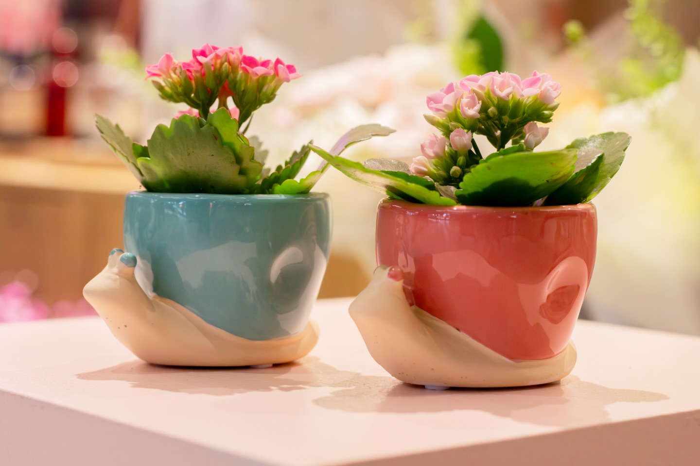 Our plants collection is available every day at our store. Get some inspiration in while you walk through the path
#smallplants🍀 #pathtoronto #unionstationtoronto #housedecor