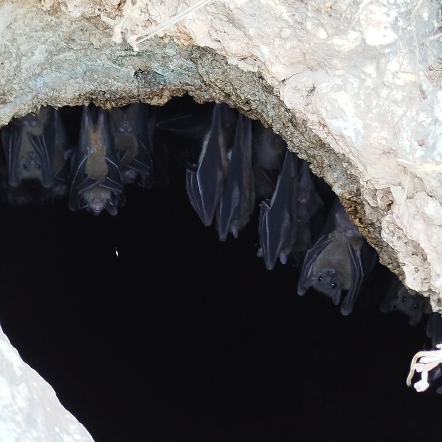 Thousands of bats are roosting in the last chamber of Tinshemet Cave π¦π€
#fruitbat
#cave
#batcave
#batman