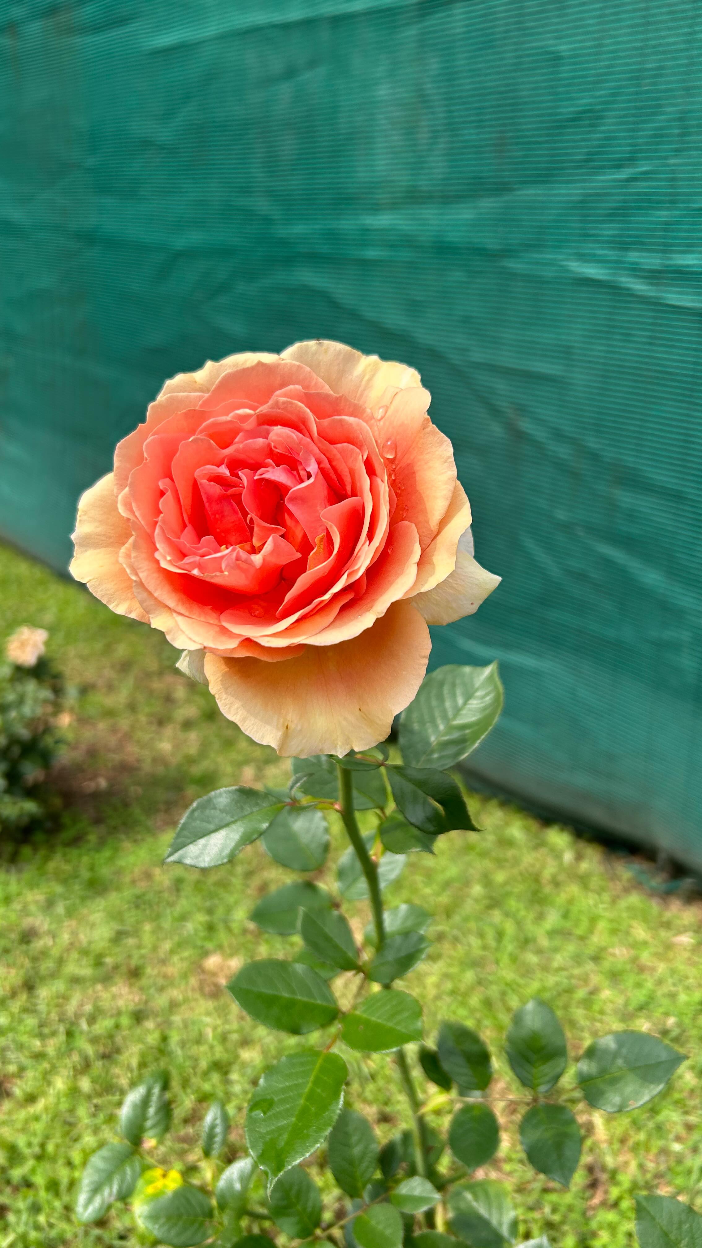🌹Our children were thrilled with blossoming roses, their eyes lighting up with wonder as they leaned in to breathe in the sweet, enchanting fragrance. Each little hand that had carefully planted and tended the blooms seemed to glow with pride and their smiles reflected the joy of seeing their efforts come to life. 🌷Our garden had become a place of discovery and delight , where the beauty of roses and their delicate scent created moments of pure magic, teaching the children that patience , care and love can grow into something truly wonderful!🌱