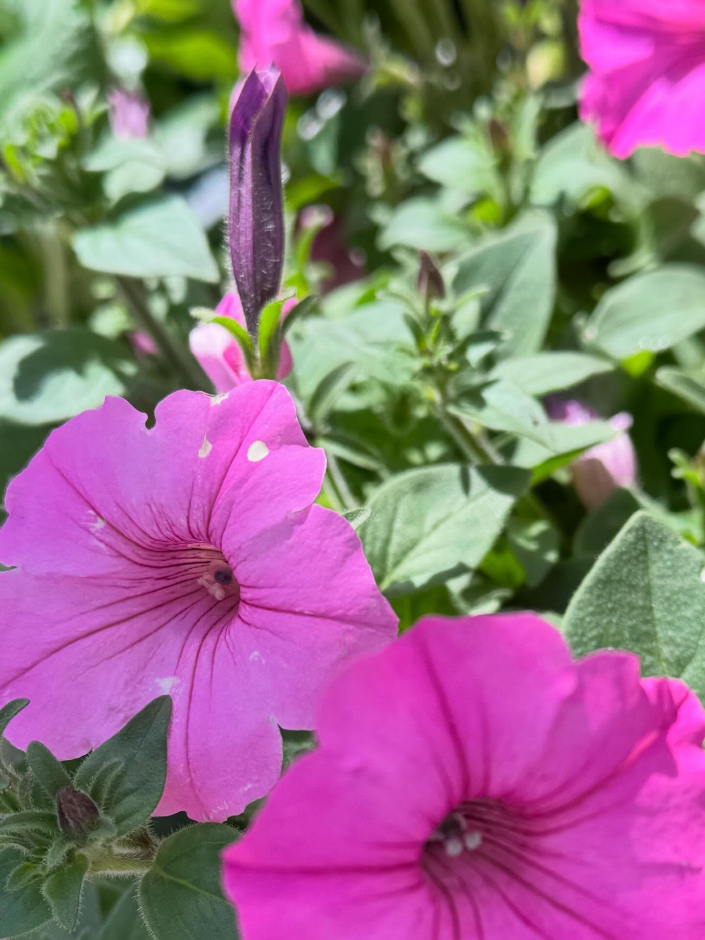 Up close & in full bloom⌠our petunias are SHOWING OFF đ¸â¨
These vibrant beauties are just a sneak peek of whatâs waiting for you at our Bloom Shop & Hop this Saturday!
đż Kick off Spring Saturdays with us:
đ´ @mis_ninas_foodtruck
đď¸ Pop-up spring fashion boutique with @shop.solelyyou
đĽ Easter egg hunt for ALL ages
đ¸ Garden center sales + fresh arrivals
Grab your friends, bring the family, and come soak up all the color, fun, and spring vibes at J&S Nursery đ
Weâll see you Saturday! đđż
#PetuniaLove #SpringFlowers #EasternNCEvents #ShopLocalNC #GardenCenterLife