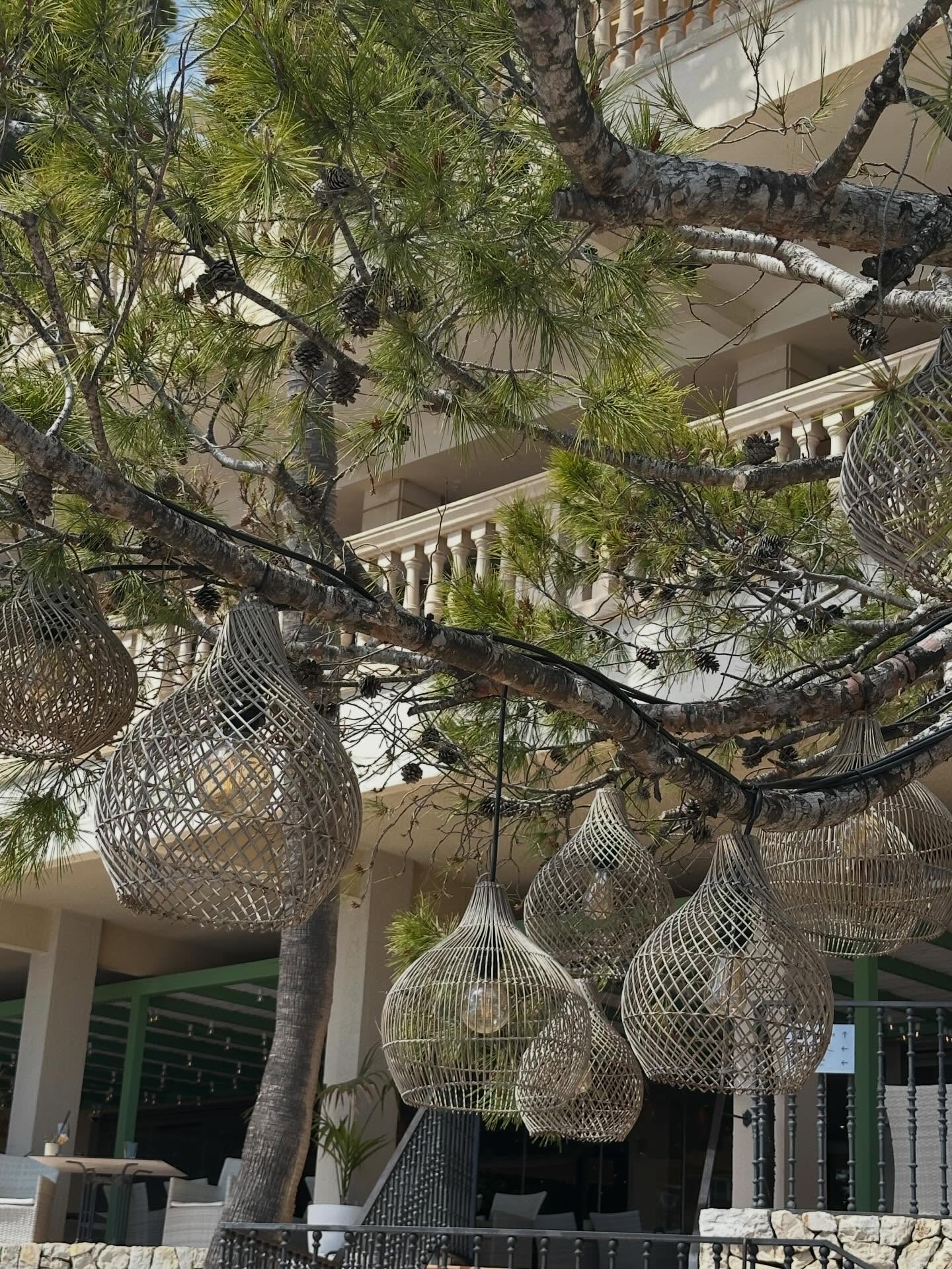 🍏 How can we create a Mediterranean garden vibe in the UK? Taking inspiration from the poolside in Mallorca there are many ideas that can be replicated. Pine trees close to a sunny terrace provide some shade and why not string some lights through them for evening entertaining.
Pots on a terrace containing hardy palms, rosemary and pittosporum bring the scents of warm sunny days. Choose terracotta, natural light coloured stone such as limestone and patterned tiles to create the look. Silver leaves are an indicator of plants adapted to high light levels.
Sometimes a more relaxed style is needed with stone walls, smaller paving in a random pattern and dashes of sky blue colour can bring the laidback Mediterranean life to your doorstep.
#summerliving #meditteraneangardendesign #gardendesigninspiration #gardendesignerhertfordshire #gardendesigneressex