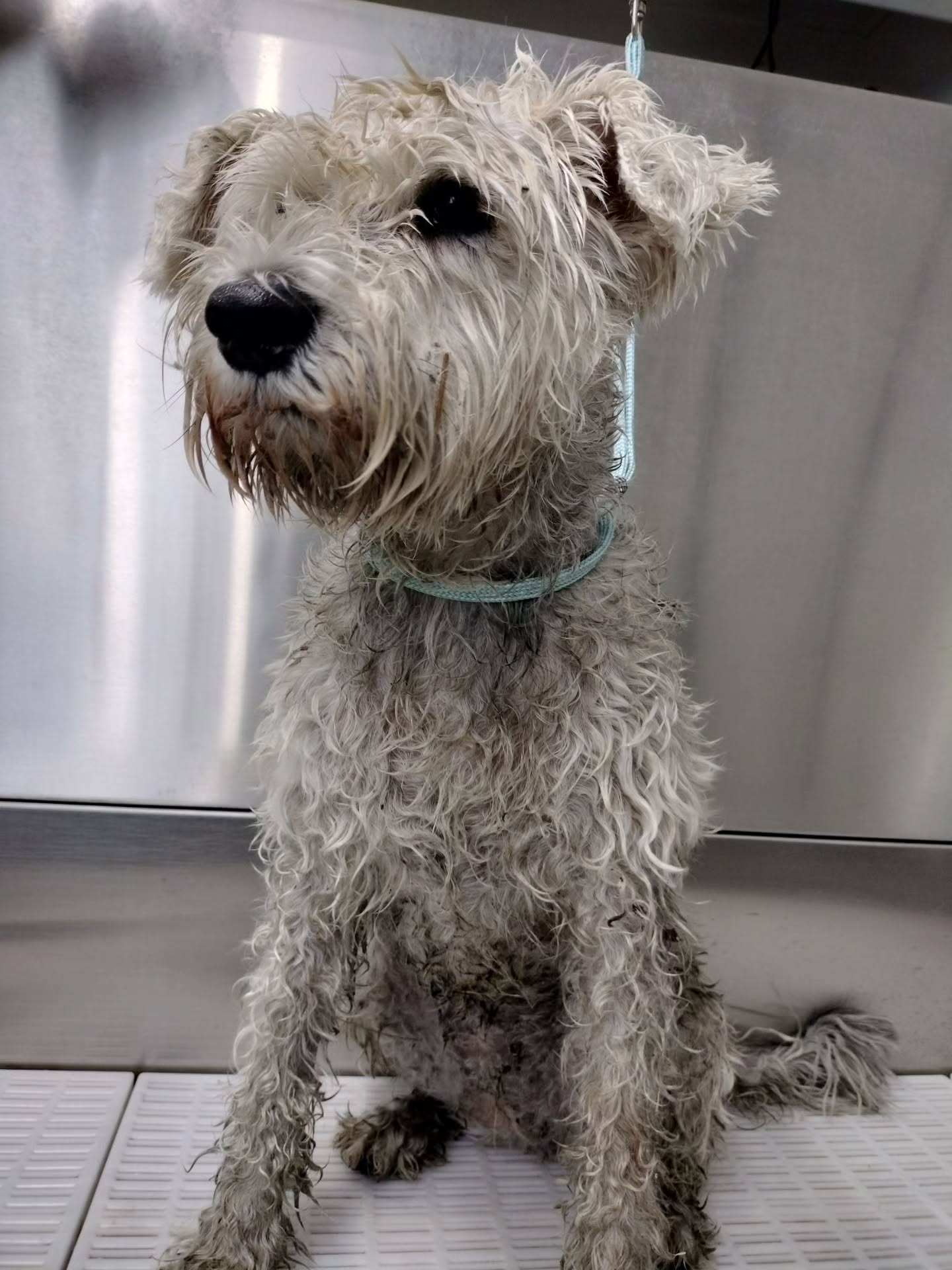 The before (swamp dog who got covered in 100&1000 of little sticky seeds) to the new fresh cut (that took what felt like forever to accomplish) đ Miss Nova.
#dog #groomer #schnauzer #nzdog #clean