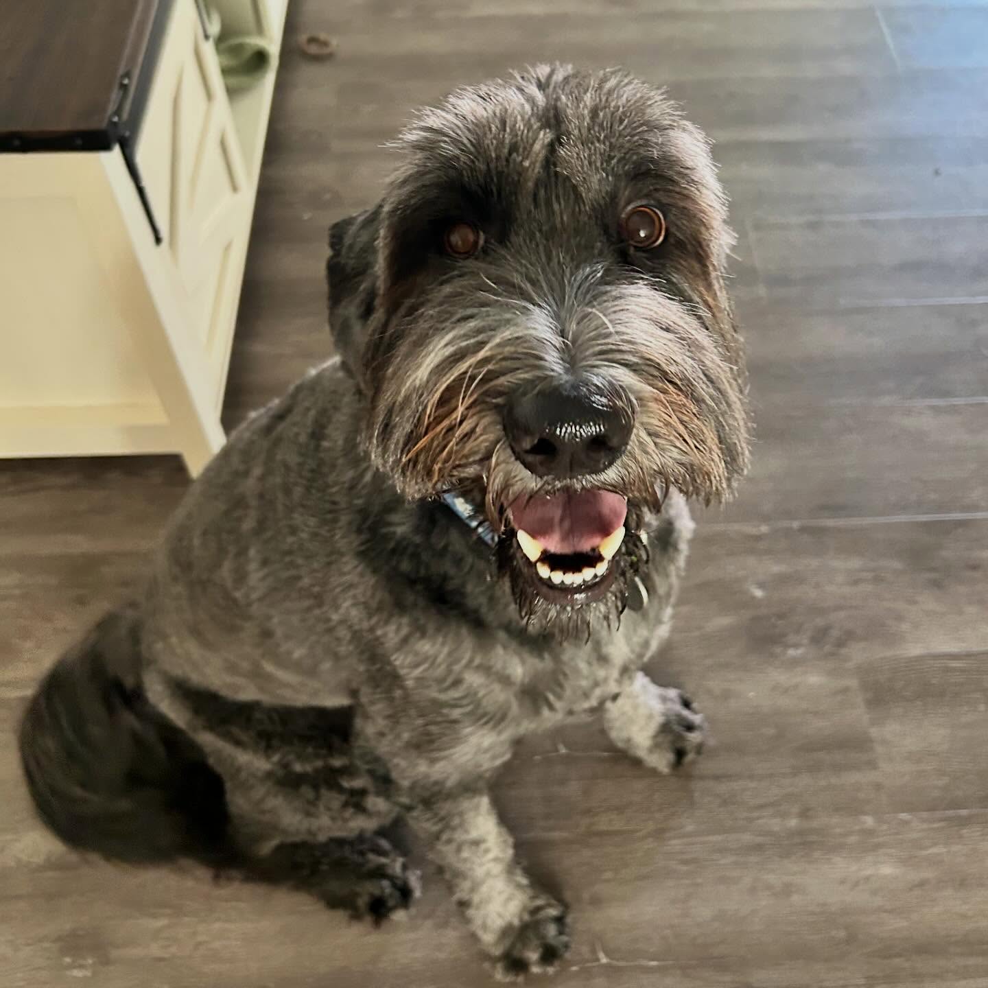 Walter is back for 1-2 weeks of touch up training. We will be working on his reactivity towards people and dogs. He doesnāt react to everyone or every dog so we will find out his triggers and see what sets him off. I will be trying a few different techniques to see what works best with him and his owners.
.
.
.
.
.
#queencreekaz #az #dogtraining #cobberdog