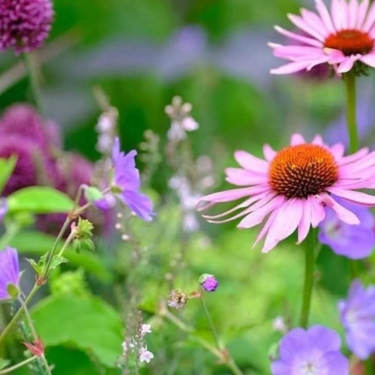 De lente komt eraan, ondanks de vele regen nu met borders aan de slag die tegen een stootje kunnen in warme zomers.
Combinatie van droogteresistente soorten kan leiden tot een duurzame en onderhoudsarme tuin @ Oldenzaal- ontwerp2022-2023.