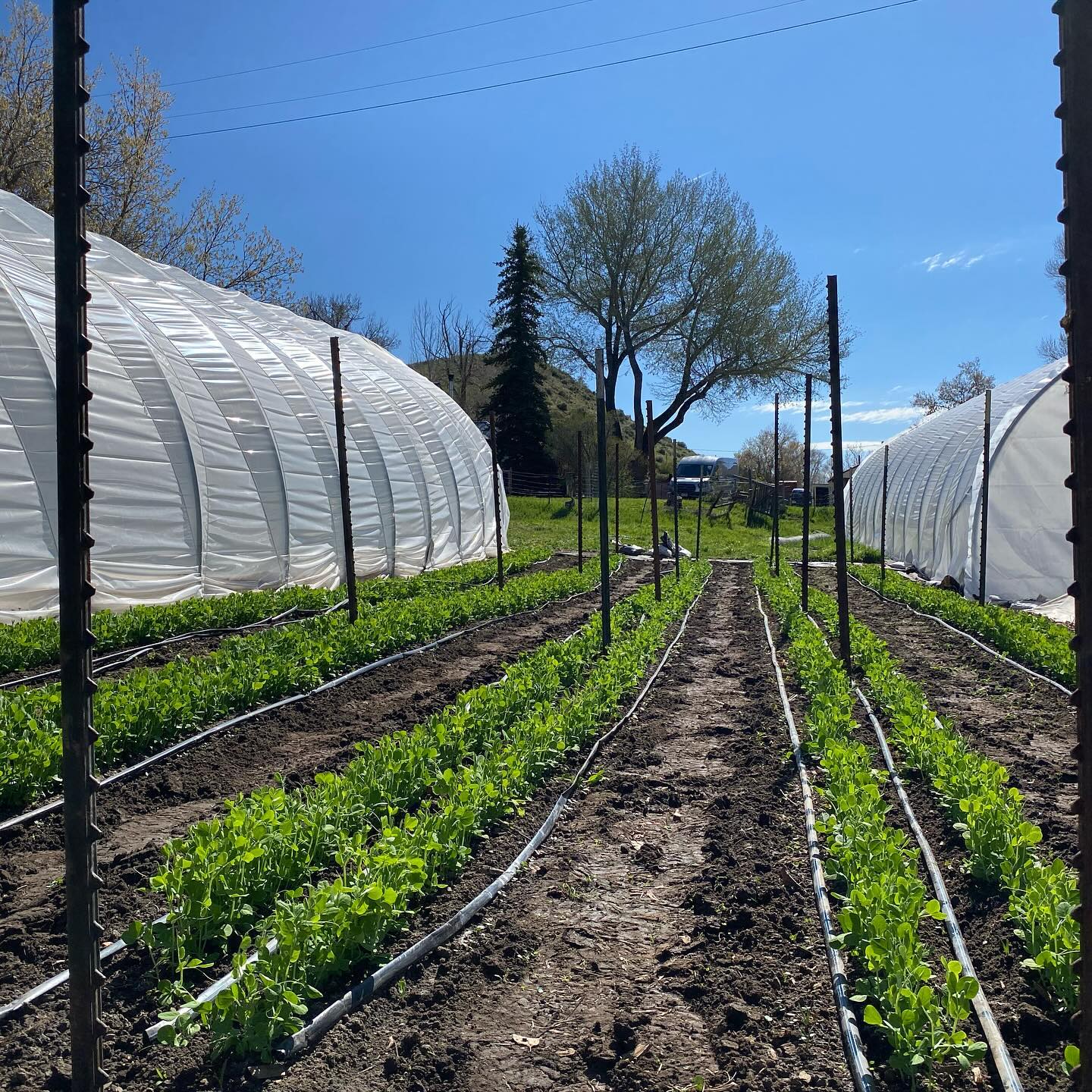 Gettin’ some time tending to the peas, onions, carrots, and lettuce today 👌🏻 Things are finally starting to come along with just a little bit of sun and warmth. First @steamboatfarmersmarket in 26 days! These veggies better get to growing.