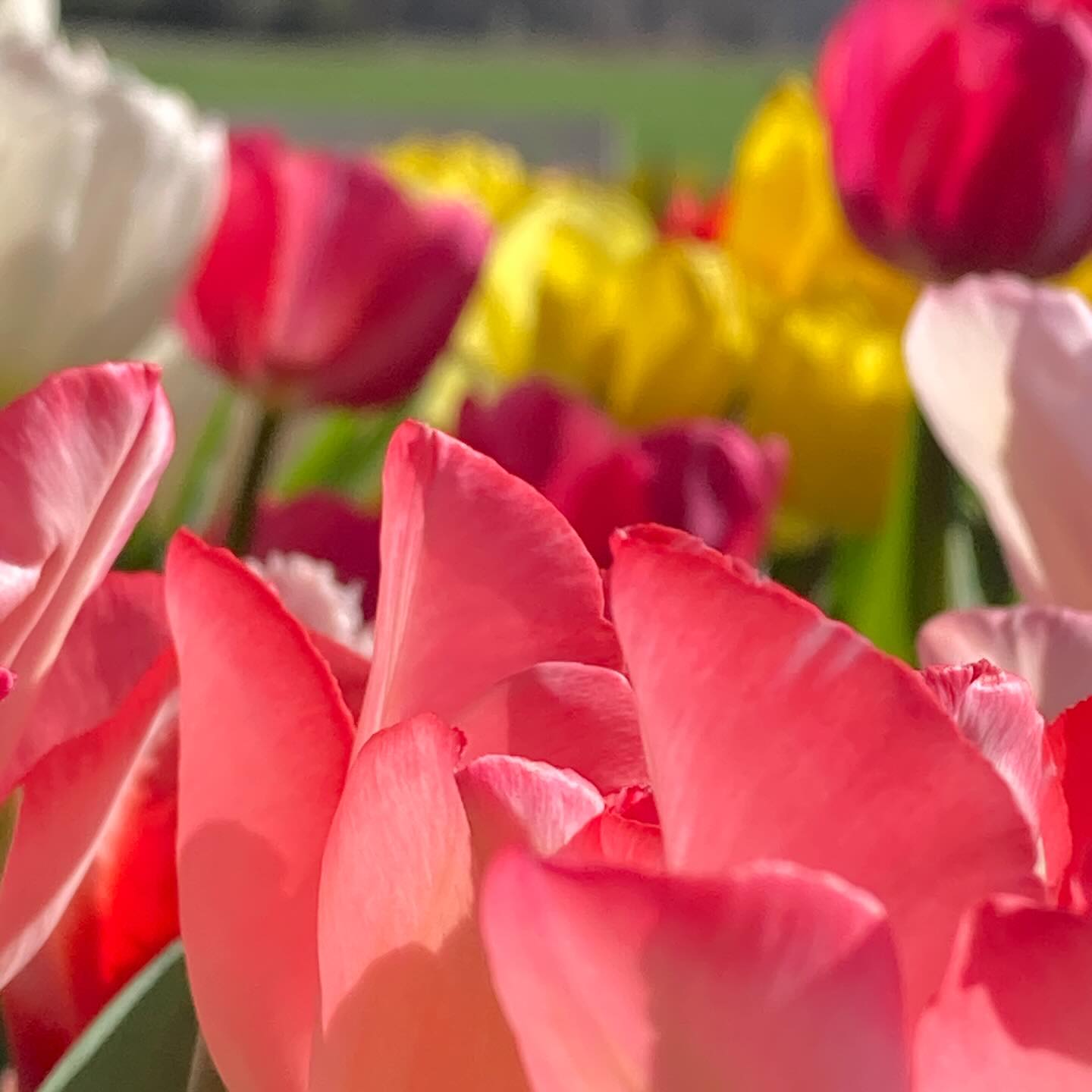 Happy Easter from Round Tree Farm.