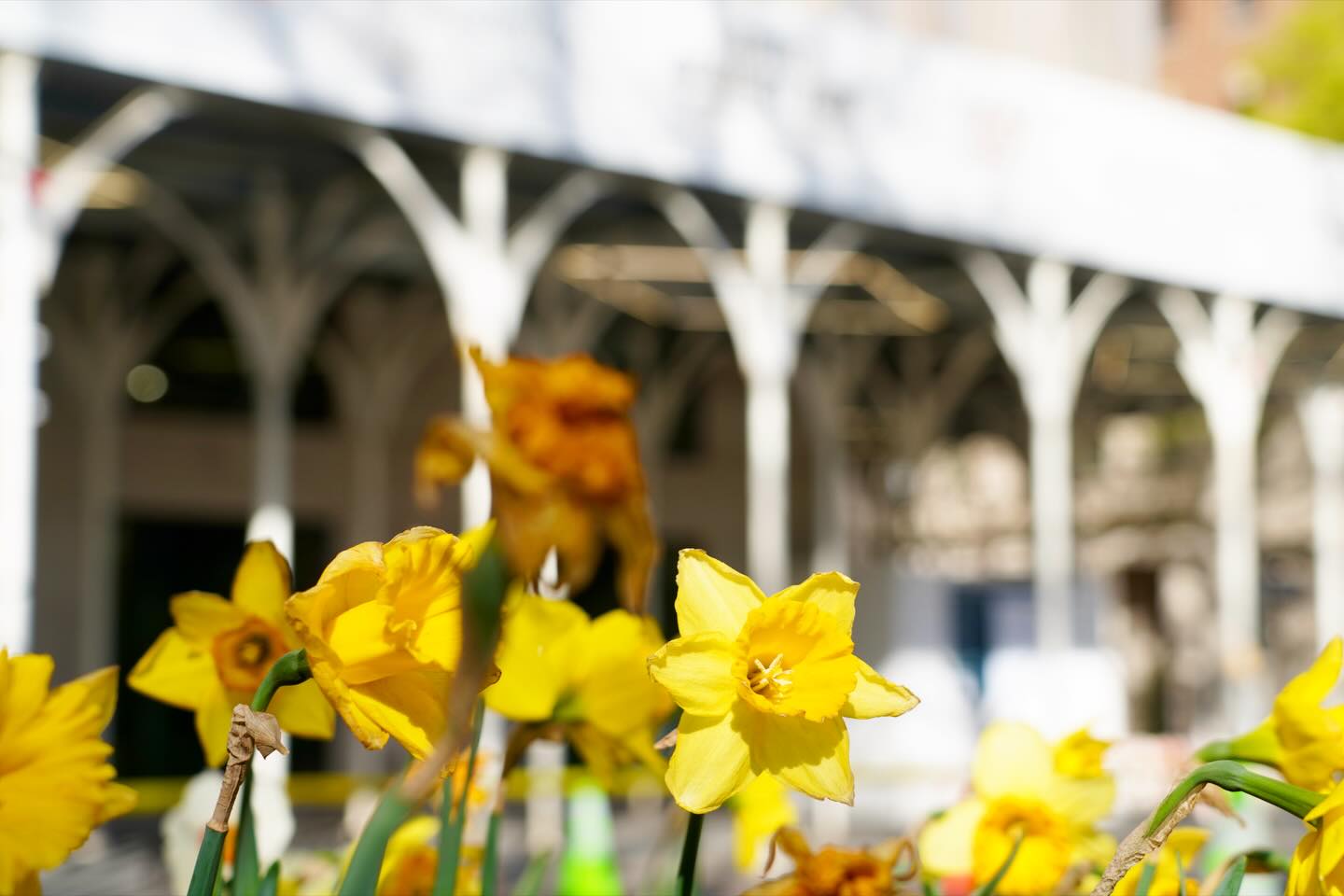 Spring is in the air!
.
#urbanumbrella #nyc #newyork #scaffolding