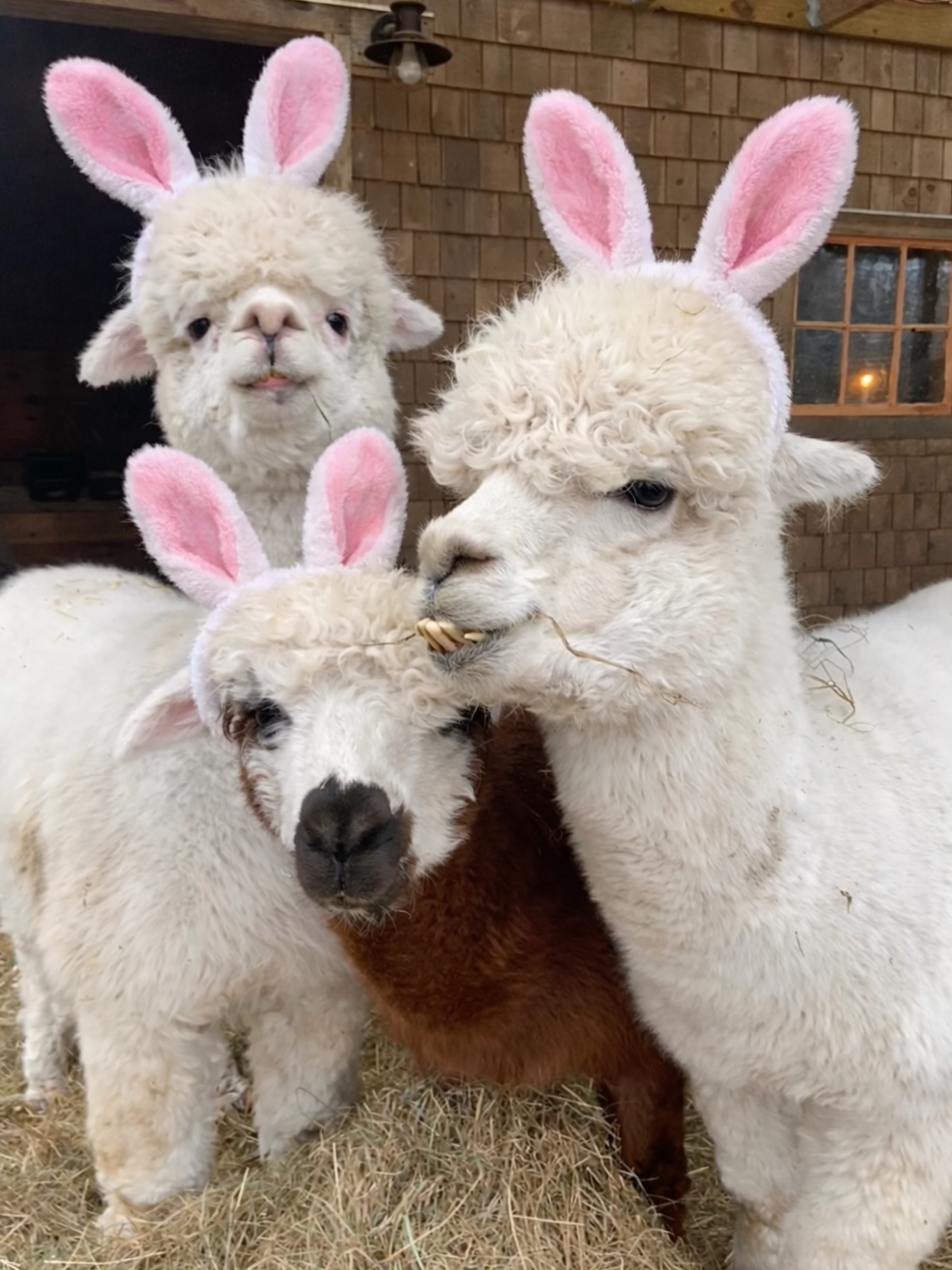Happy Easter! 🐰Love, Gussy, Will, & Fleecy
#easterbunny #alpaca #lulusbarn #farm #maine
