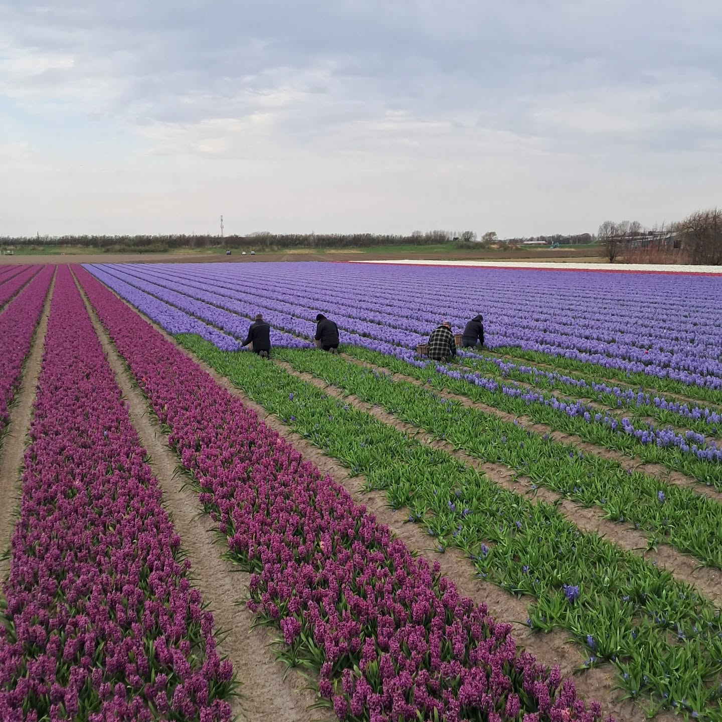 Hyacinten koppen voor de bloemendagen 🪻