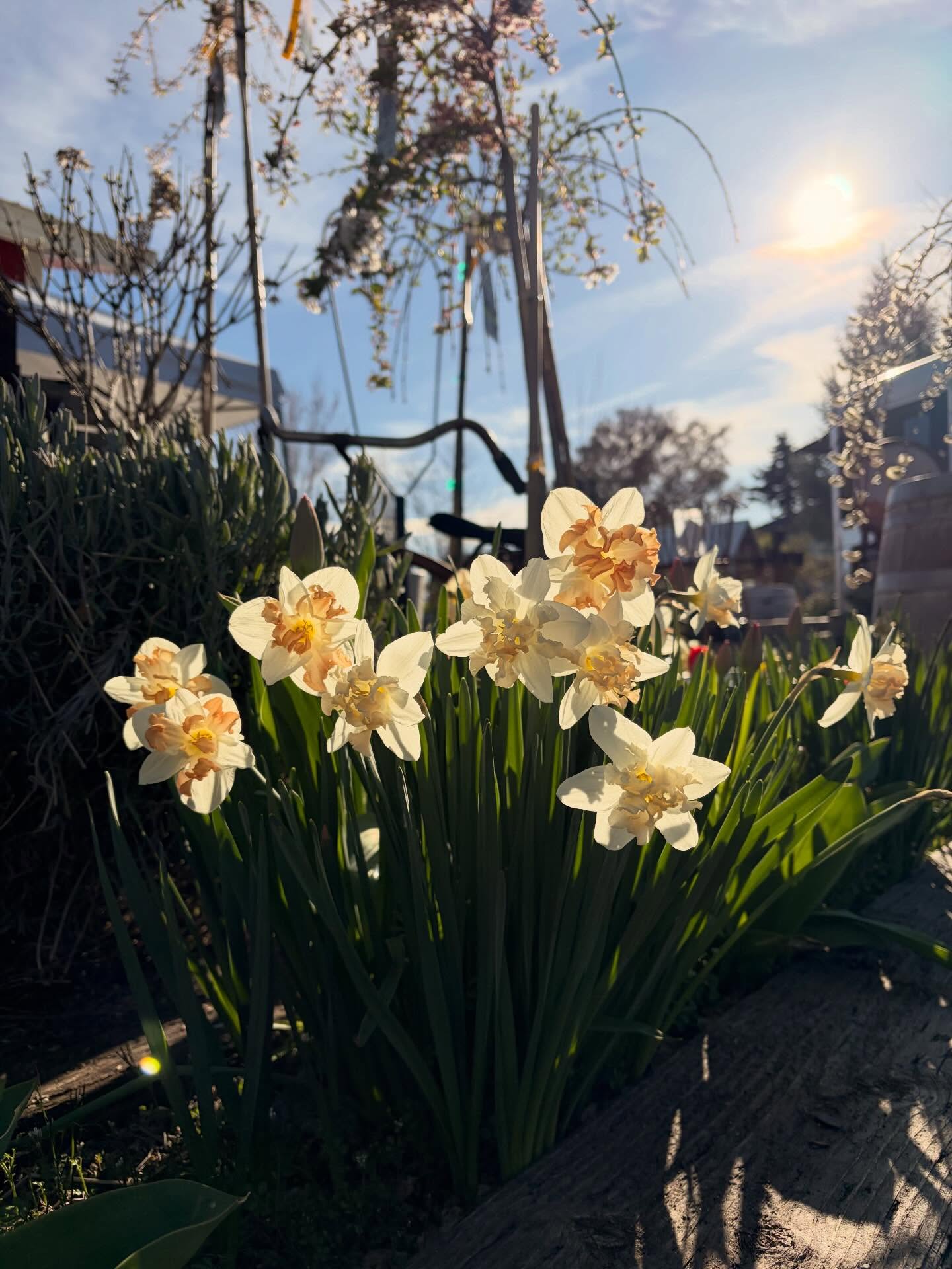 Golden hour showing off Easter blooms 🌸🐰
Come enjoy a spring day with the family tomorrow - flowers are blooming and lunch is on at the Garden Grill 🍔🍟
.
.
.
.
.
#Easterweekend #royalcitywa #foodtruck #gardencenter #thingstodo