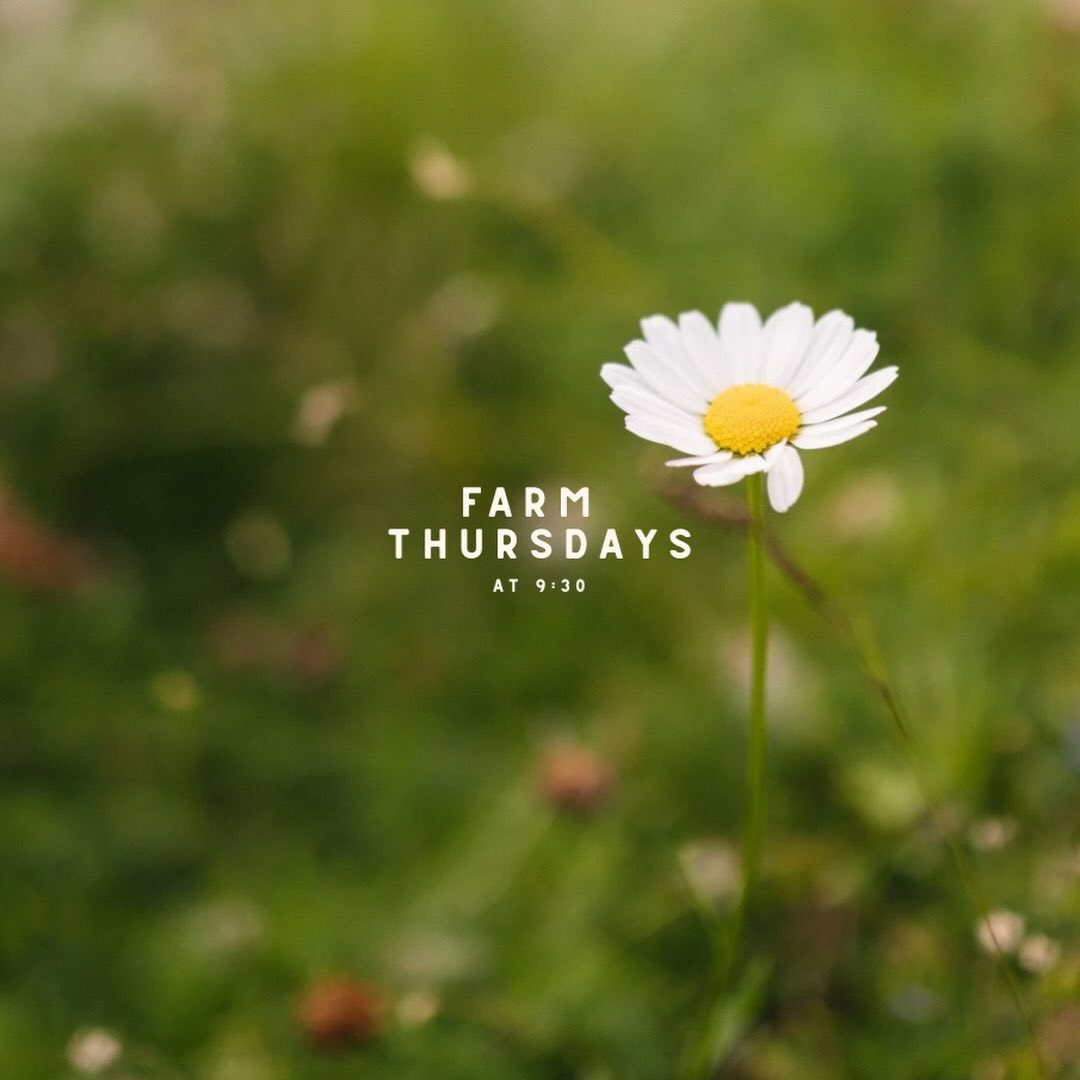 Farm Thursdays are starting back up this week! We are so excited to see all the kids back on the farm for some fun art classes. New start time is 9:30am.
6-12 class is FULL
Message us for info on preschool class