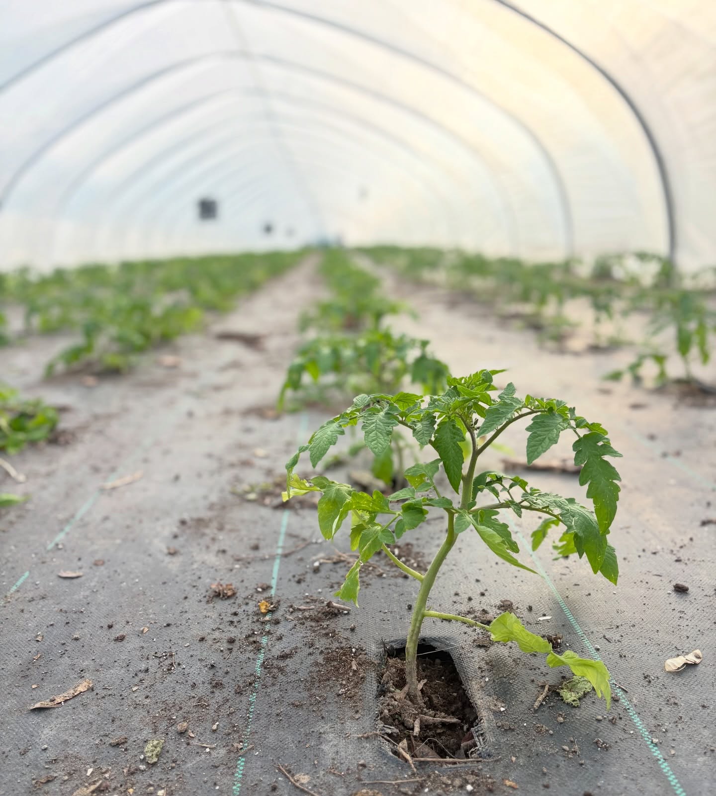 Our first tomato tunnel has been planted!🌱 These are the same plants that we started from seed back in January, and they will continue their growth here in the high tunnel where we will eventually be harvesting tomatoes! Our homegrown tomatoes will be here by mid-June 🍅😄
#tomatoes #homegrown #hightunnel #familyfarm #upstateny
