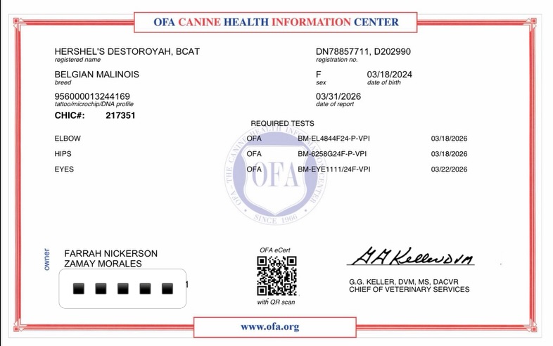 Health Testing Completed!
AKC Major Ptd OH Group Placing U-BIS U-CH, IntCH, IntBA Hershel’s Destroyah BCAT, FDC, ATT
OFA Hips: Good
OFA Elbows: Normal
OFA Eyes: Normal
AKC DNA + Health: Clear
CHIC # 217351
https://www.working-dog.com/dogs-details/7807018/Hershels-Destoroyah
Bred By: Hershel’s Malinois / Aviva Mordetsky
Owned By: Farrah Nickerson & Sami Morales