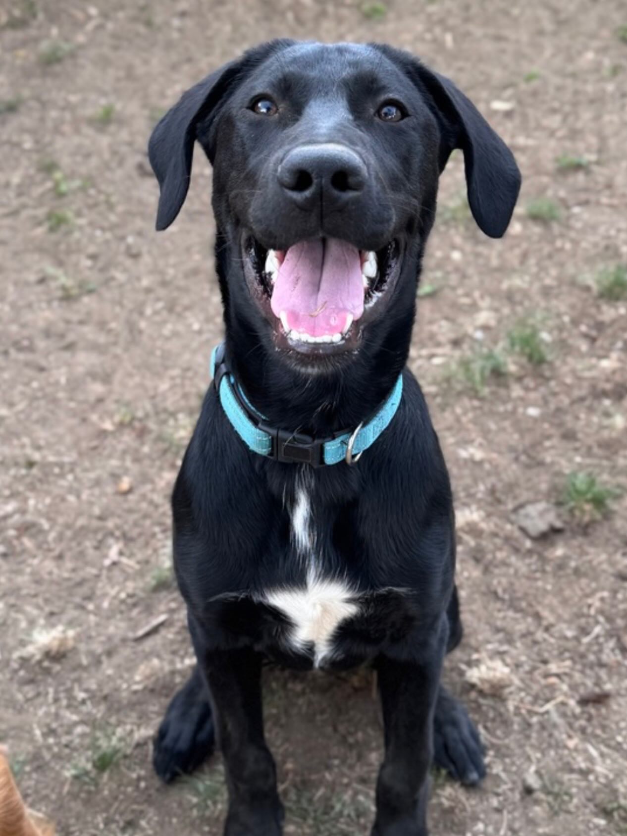 ***ADOPTED*** Pup of the Day: Marsh 6 mos. old
There’s something special about a dog that’s just quietly waiting for his person. Marsh is that dog 🥹 A little shy at first, incredibly sweet once he trusts, and already settling into the CO life!
Marsh is Lab/GSP/Malinois mix with a heart as deep as a Texas bayou. He and his brother were found at a shelter outside Houston, fortunately staff didn’t want to see these sweet boys grow up behind kennel doors, so they called in MHLRM. Now it’s our turn, to be his home 🏡
🐶 Super sweet & a little shy
🌎 world-class cuddle buddy
🐕 Loves other dogs (went to puppy kindergarten!) and LOVES puppies!
🐈 mostly ignores cats (smart boy!)
💩Already potty trained, knows commands & is crate trained
🦮 Good on leash & thriving with consistent training.
🥾Future trail runner or backpacking partner?
Marsh’s ideal home would be with older kids, a family that’s around & includes him, he loves his peeps!
He’s one smart cookie 🧠Malinois genes mean he LOVES to learn and will be an absolutely incredible dog with the right guidance!
Even with free run of the house, this boy just wants to be right by your side with his chew toy at your feet, he’s THE BEST boy with the best smile 😃
If you are already an approved adopter and want to meet or adopt Marsh, please contact your adoption coordinator. Or you can fill out an application at mhlrm.com